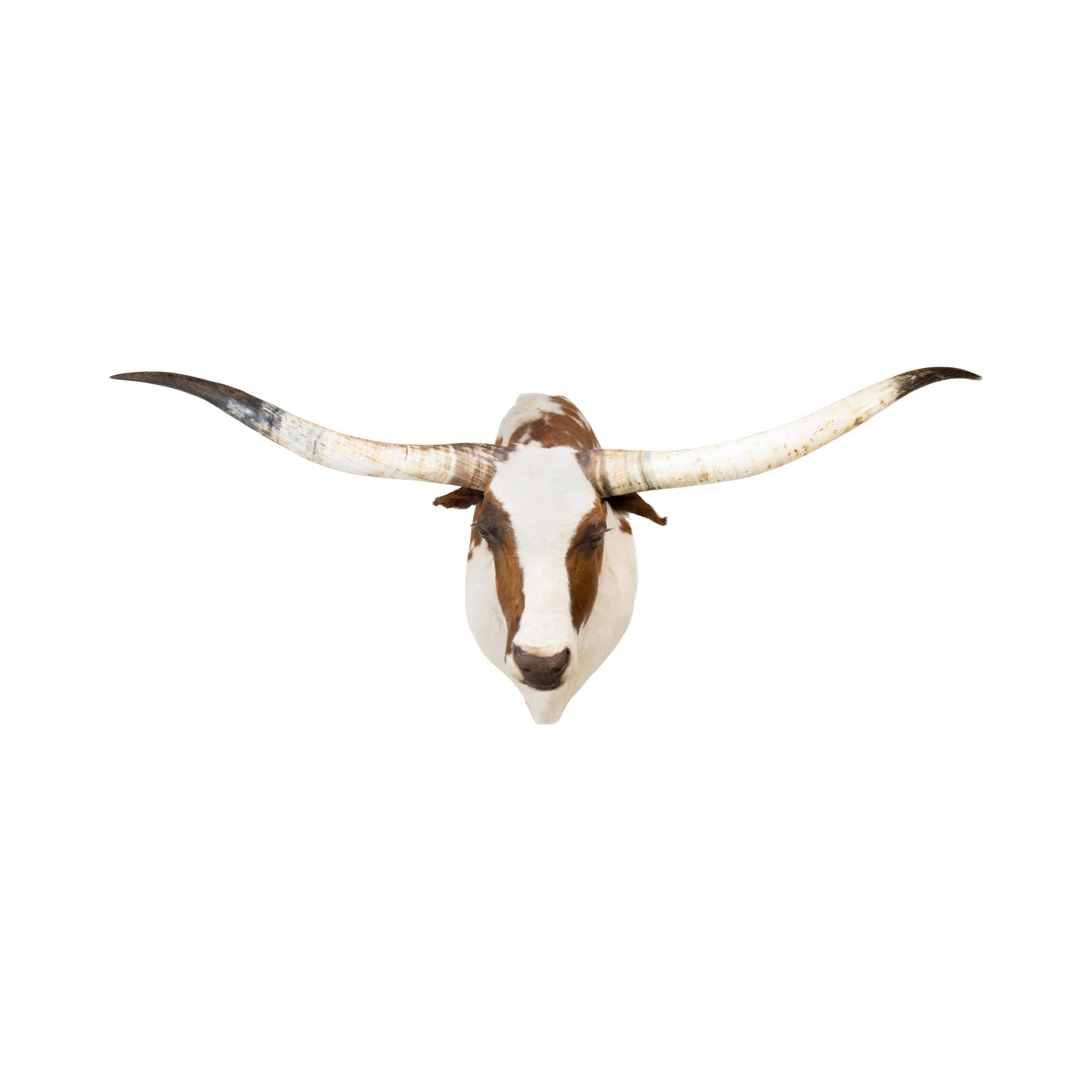 Américain Monture taxidermique d'épaule Texas Longhorn en vente