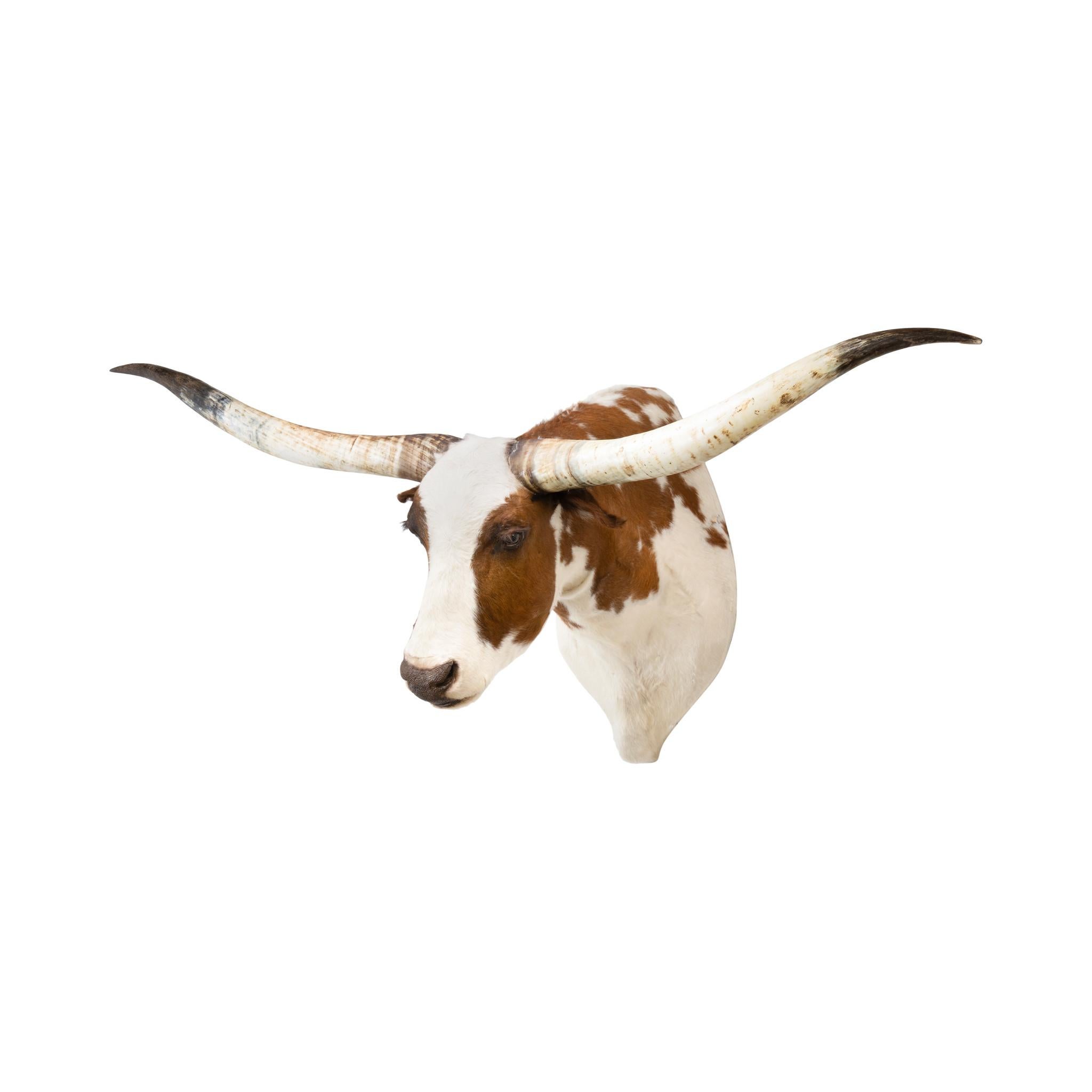Monture taxidermique d'épaule Texas Longhorn Bon état - En vente à Coeur d'Alene, ID