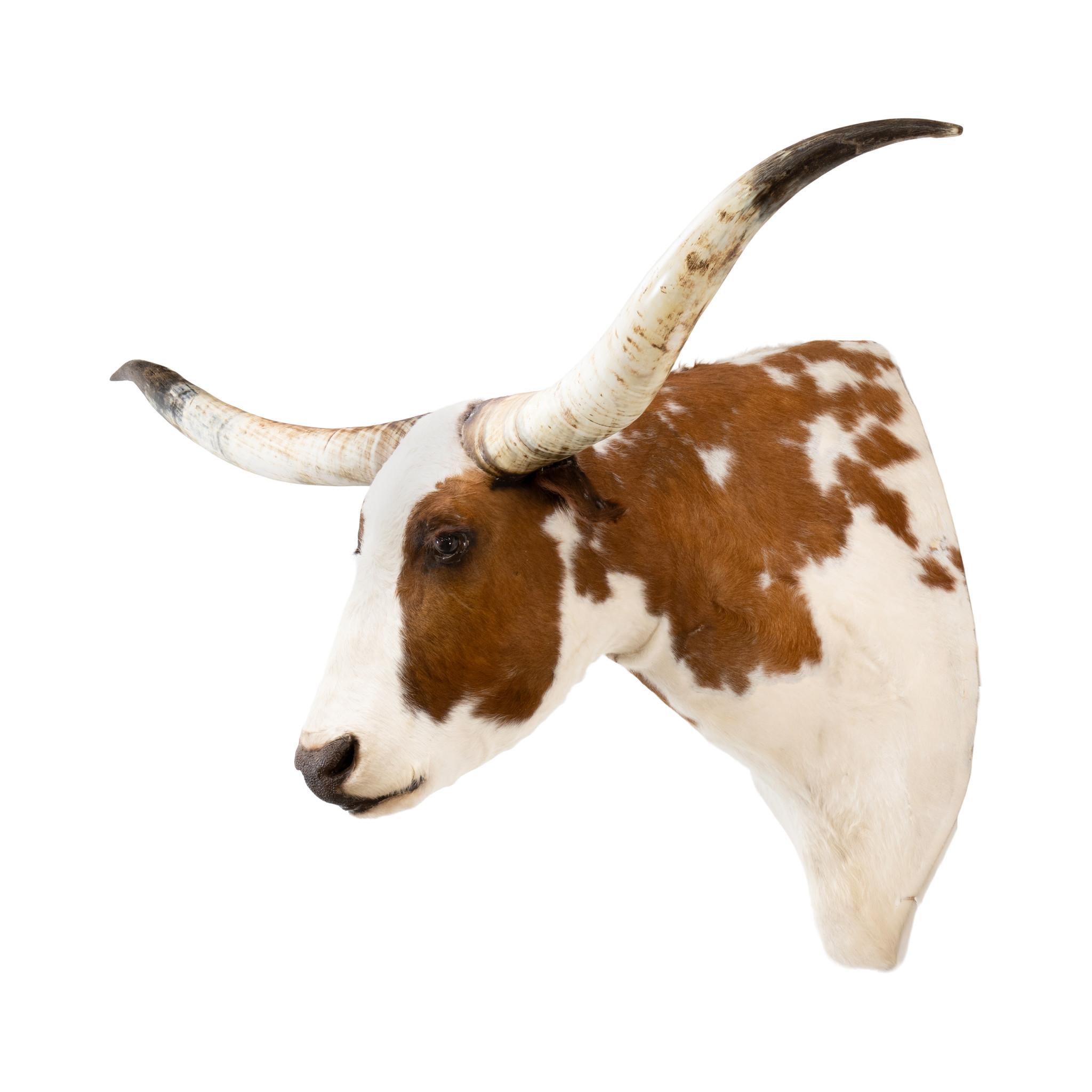 XXIe siècle et contemporain Monture taxidermique d'épaule Texas Longhorn en vente