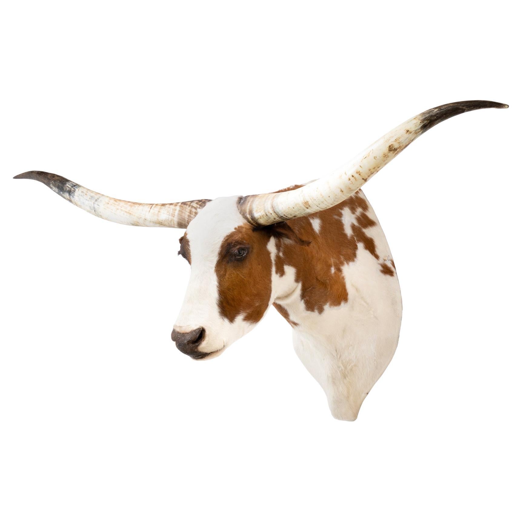 Monture taxidermique d'épaule Texas Longhorn en vente