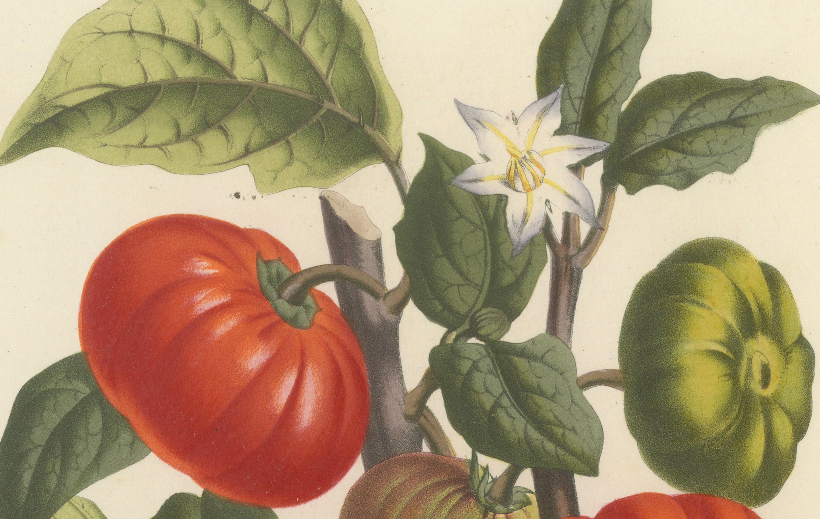 Texas Nightshade Botanical Illustration by Louis van Houtte, 19th Century

This botanical illustration features *Solanum texanum*, commonly known as Texas Nightshade, a plant recognized for its vibrant fruits and distinct leaves. 

The artwork,