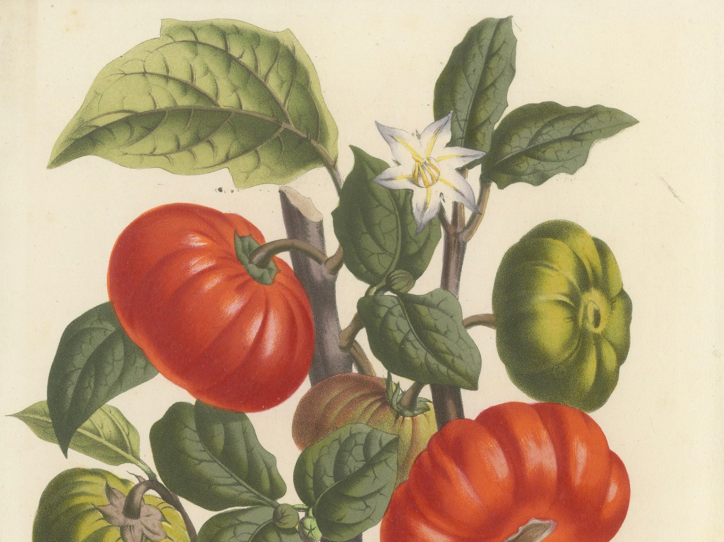 Texas Nightshade Botanical Illustration by Louis van Houtte, 19th Century In Good Condition For Sale In Langweer, NL