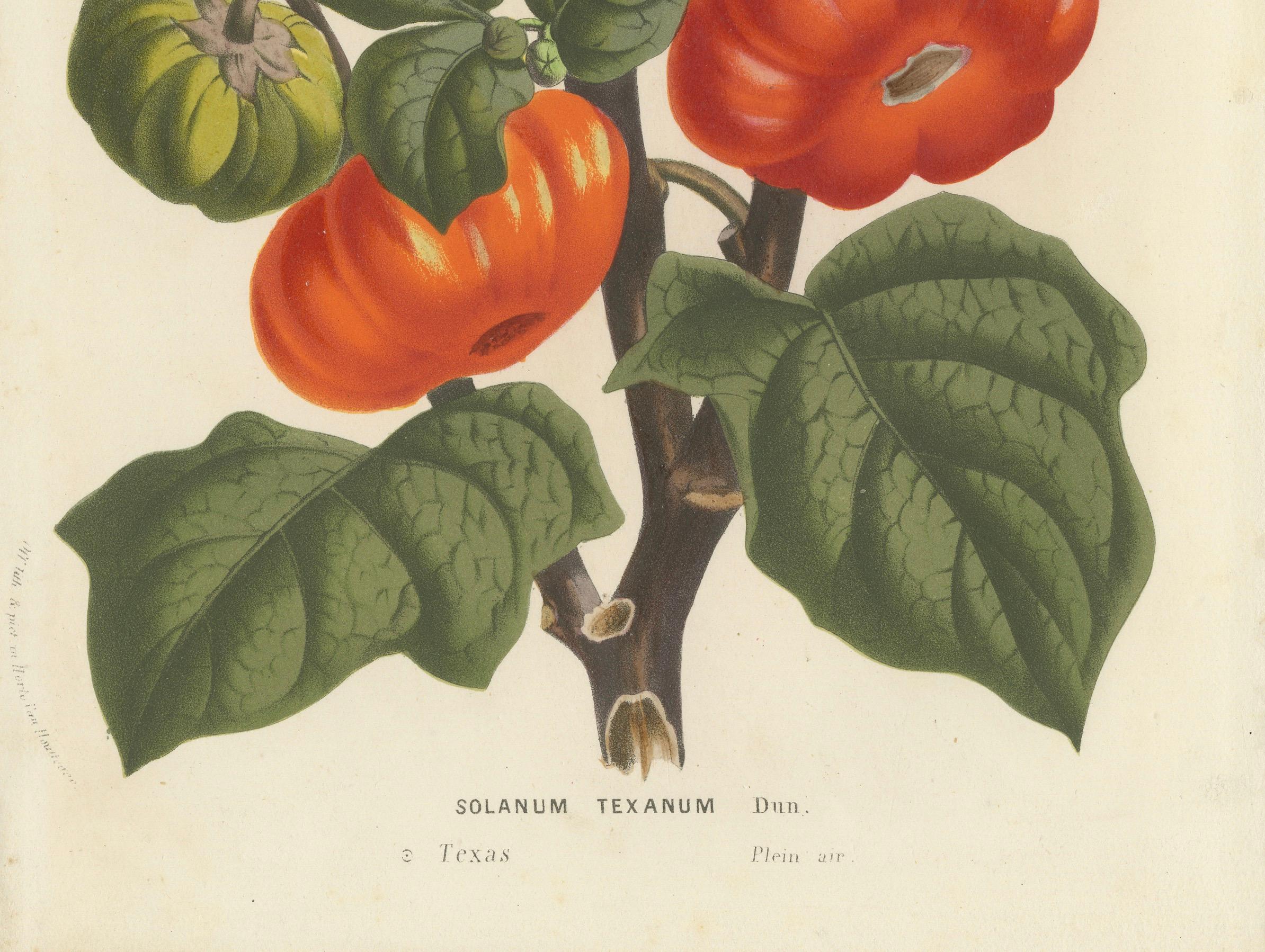 Mid-19th Century Texas Nightshade Botanical Illustration by Louis van Houtte, 19th Century For Sale
