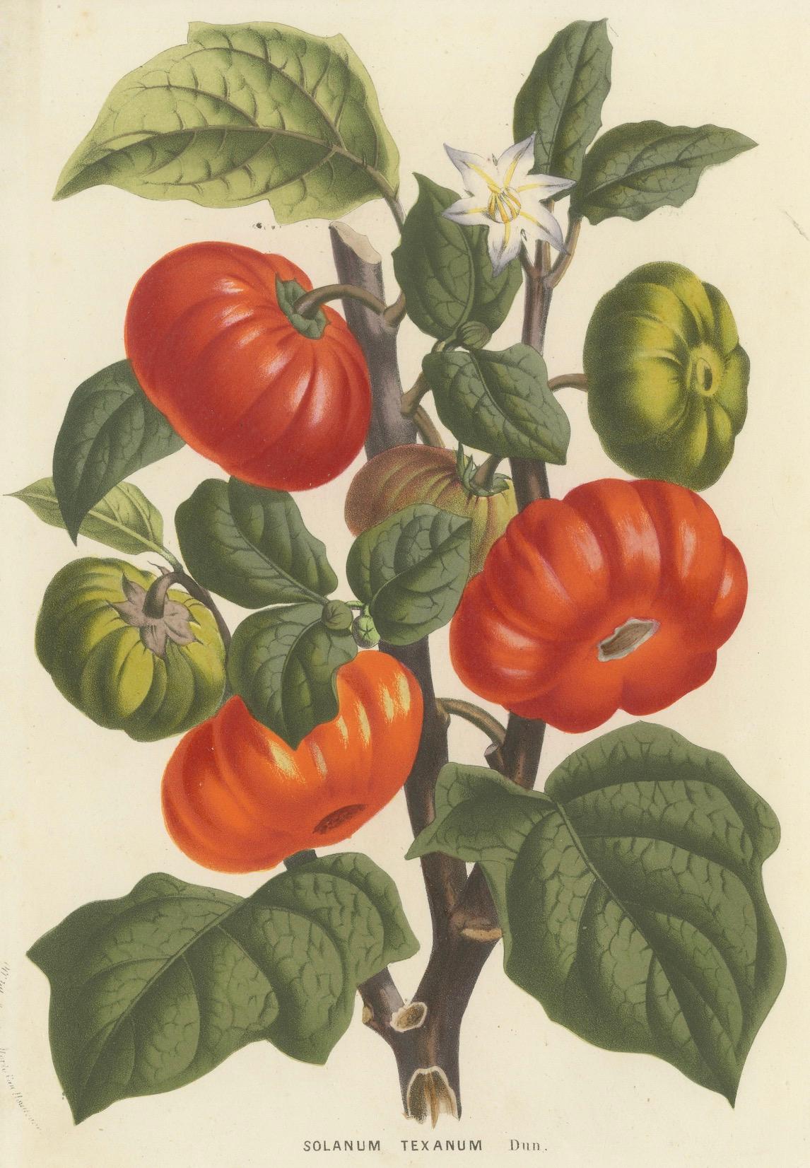 Paper Texas Nightshade Botanical Illustration by Louis van Houtte, 19th Century For Sale