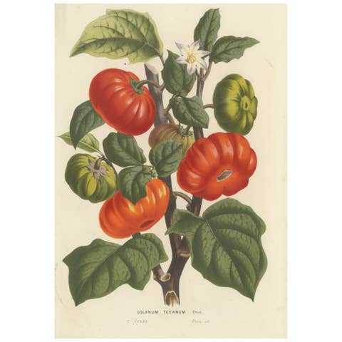 Texas Nightshade Botanical Illustration, Lithograph, 19th Century