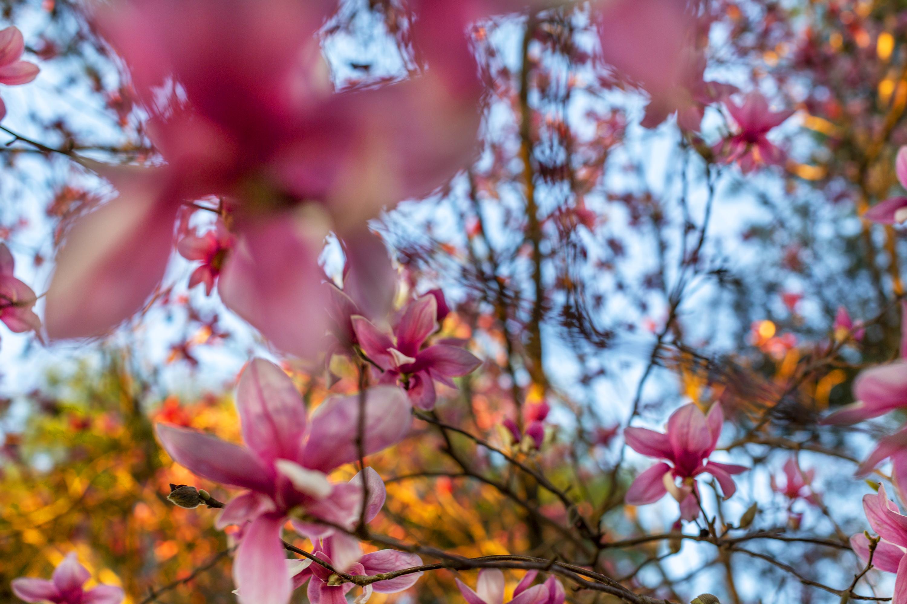 Thad Lee Landscape Photograph - 'A Swarm of Spring Magnolias' - abstract landscape photography, colorful