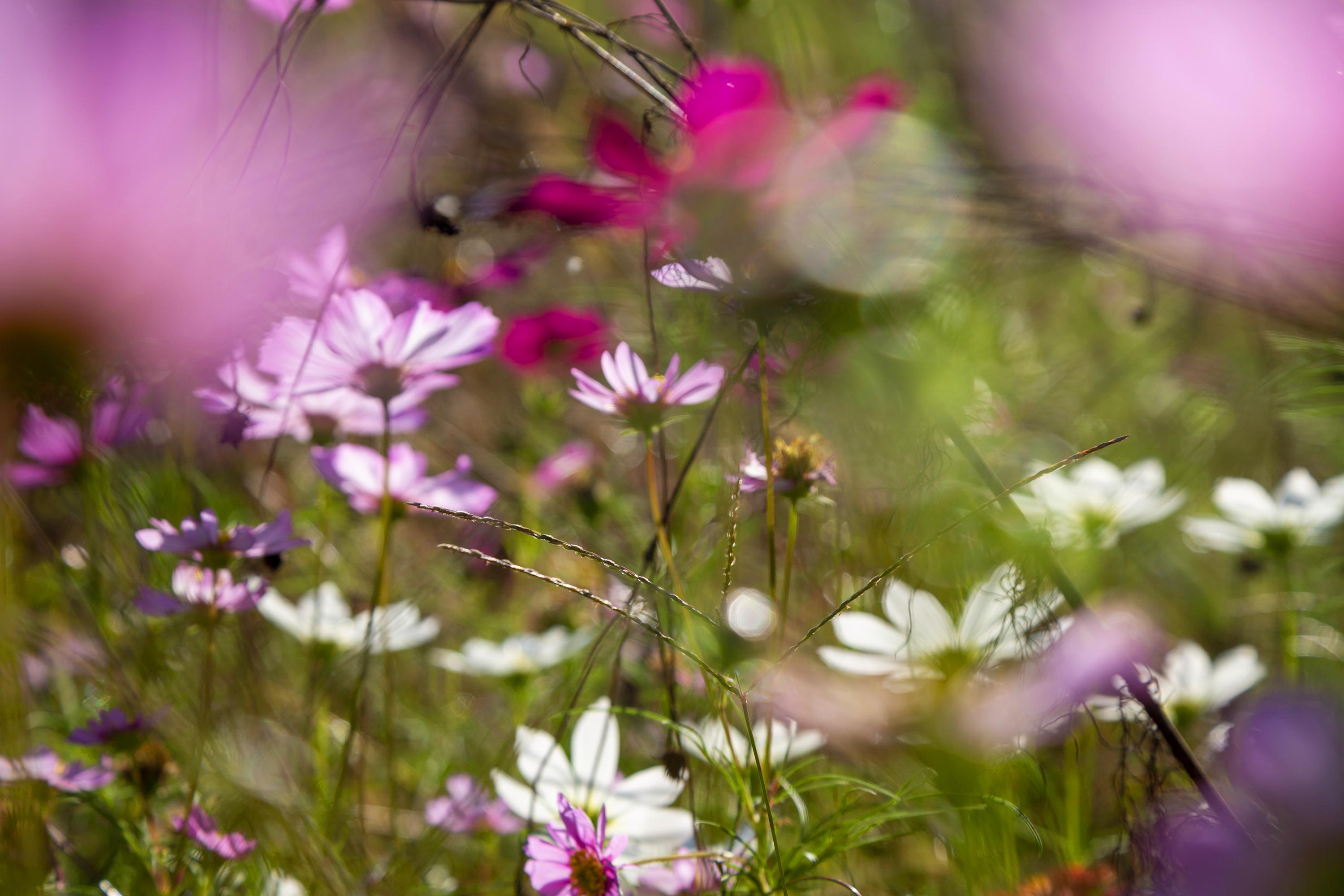Thad Lee Abstract Photograph - 'Anniversary Wildflowers' - abstract landscape photography - floral - colorful