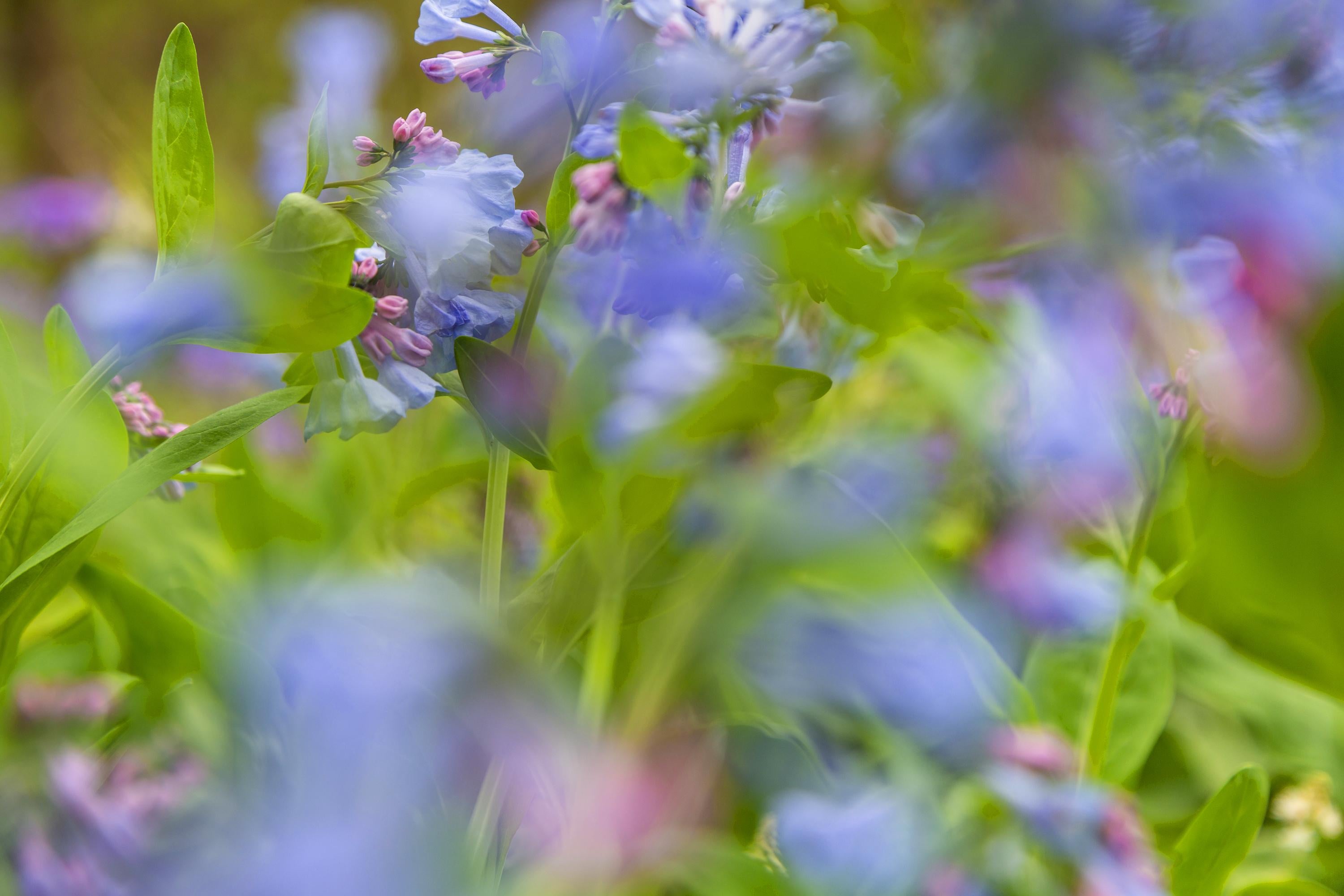 Abstract Photograph Thad Lee - Bluebells of the Second Spring' - photographie abstraite de paysage - floral
