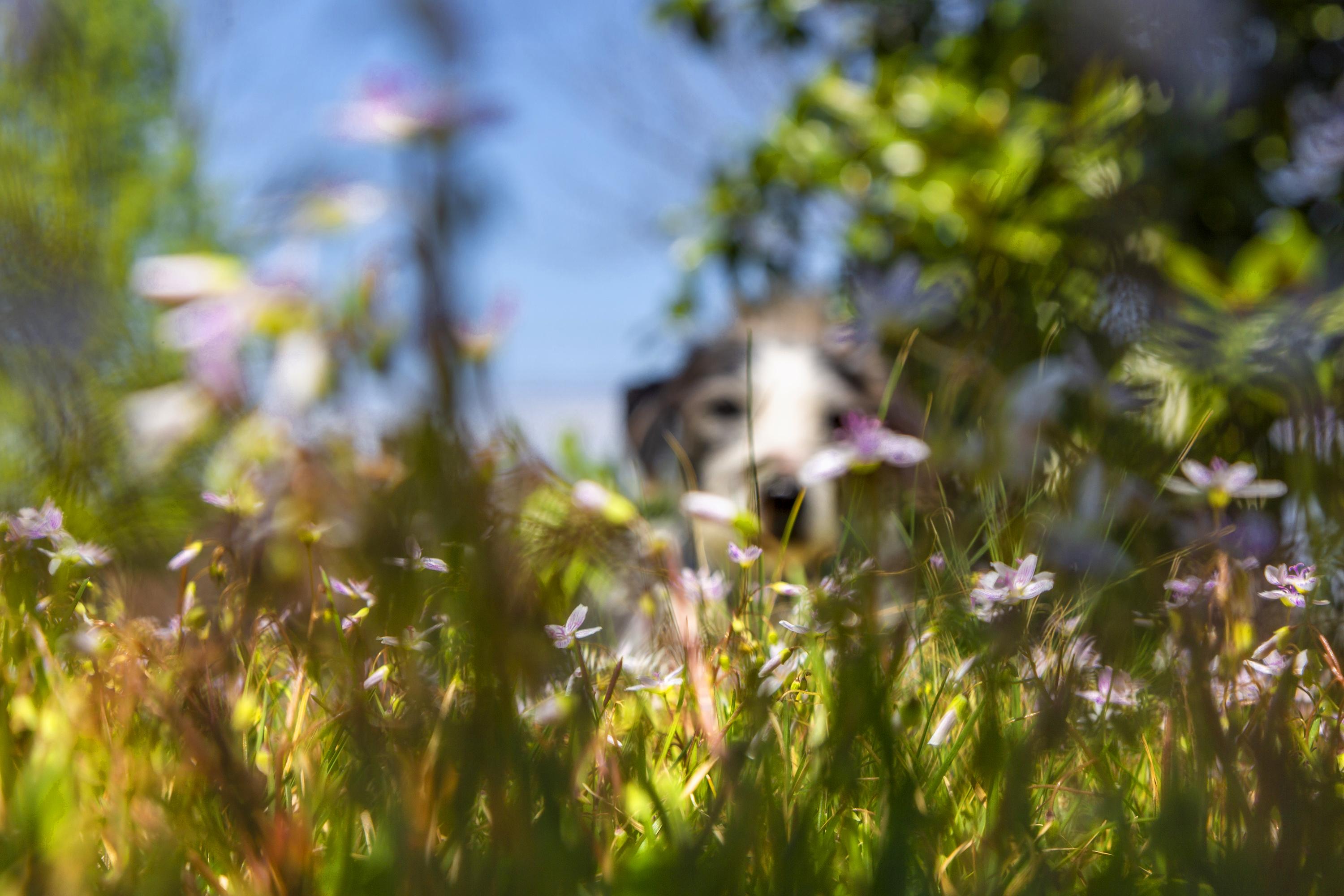 Thad Lee Landscape Photograph - 'Buddy in the Spring Beauties' - abstract landscape photography, colorful, dog