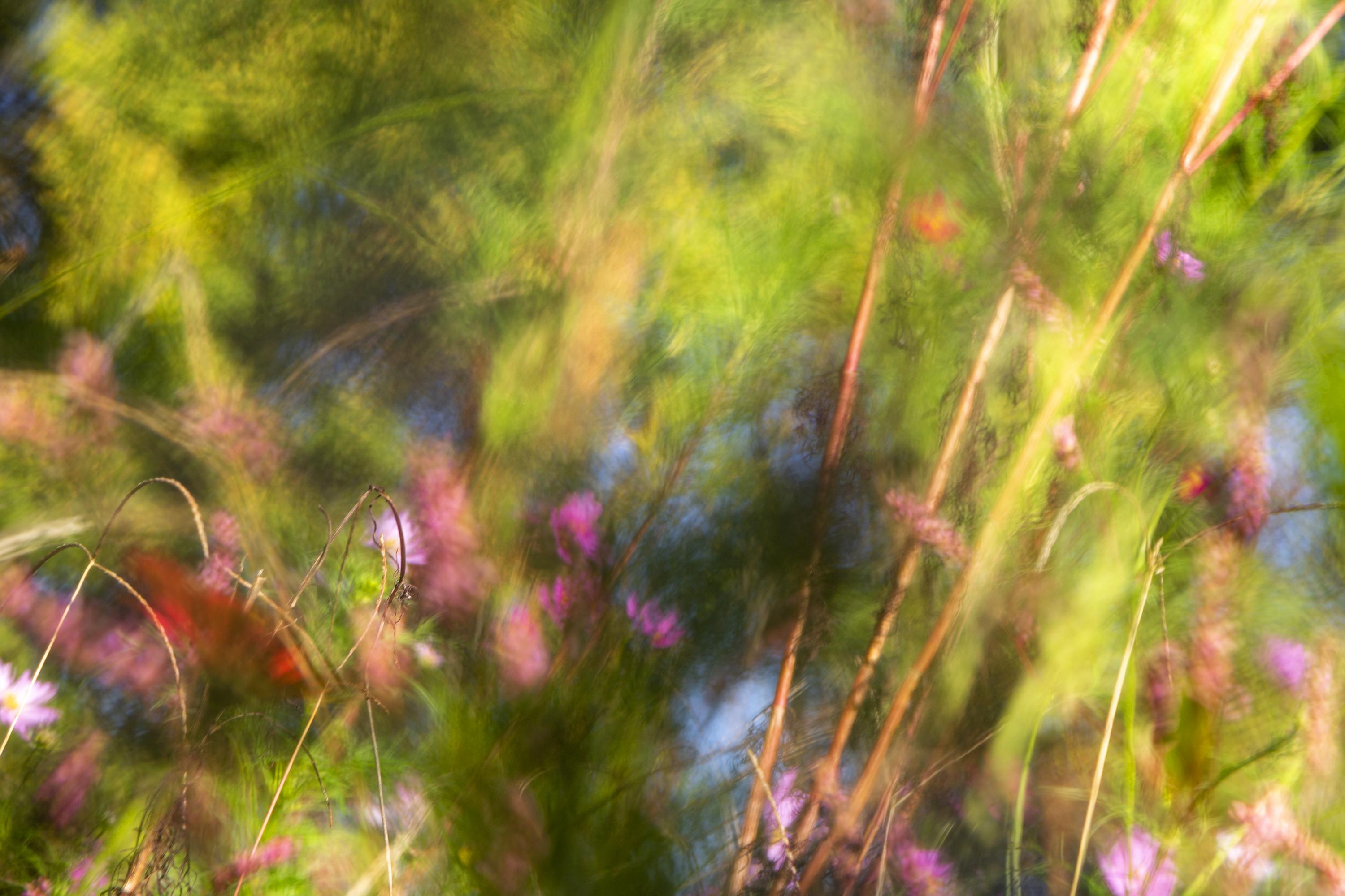 Thad Lee Landscape Photograph - 'October Color, Holly Springs' - abstract landscape photography - floral