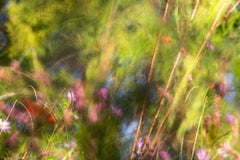 „October Color, Holly Springs“ – abstrakte Landschaftsfotografie – Blumen
