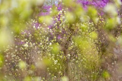 „Overlapping Longwood Branches“ – abstrakte Landschaftsfotografie – Blumen 