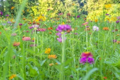 „Summer Pasture“ – abstrakte Landschaftsfotografie – Blumen – Zinnien – Kosmos