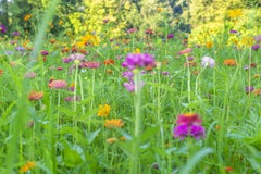 'Summer Pasture' - fotografia astratta di paesaggio - floreale - zinnie - cosmos