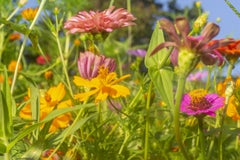 „Tangled Blooms“ – abstrakte Landschaftsfotografie – Blumen – Zinnien – Kosmos