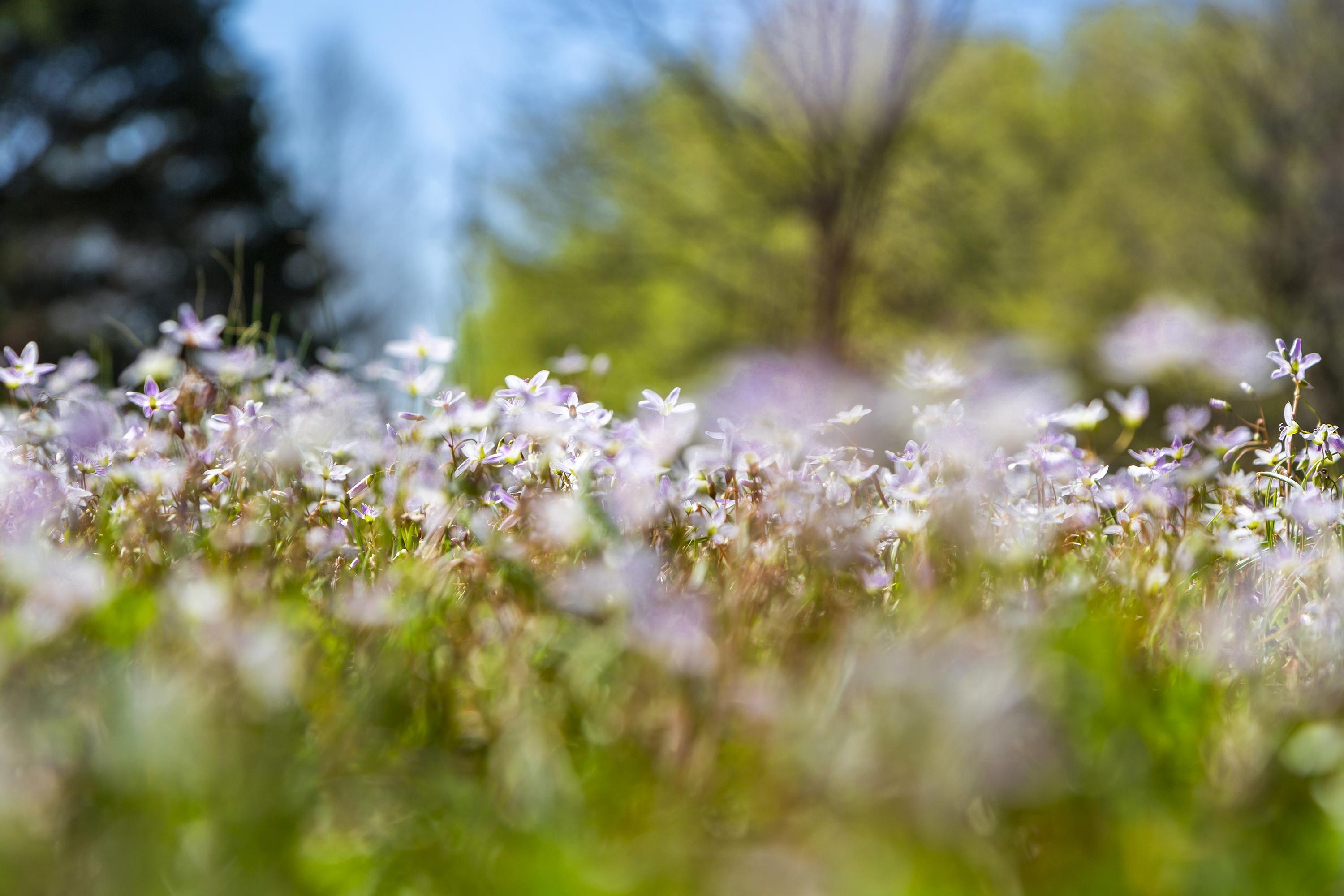 Thad Lee Landscape Photograph - 'The March of Spring Beauties' - abstract landscape photography - floral