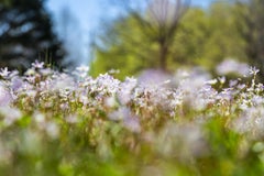'The March of Spring Beauties' - abstract landscape photography - floral