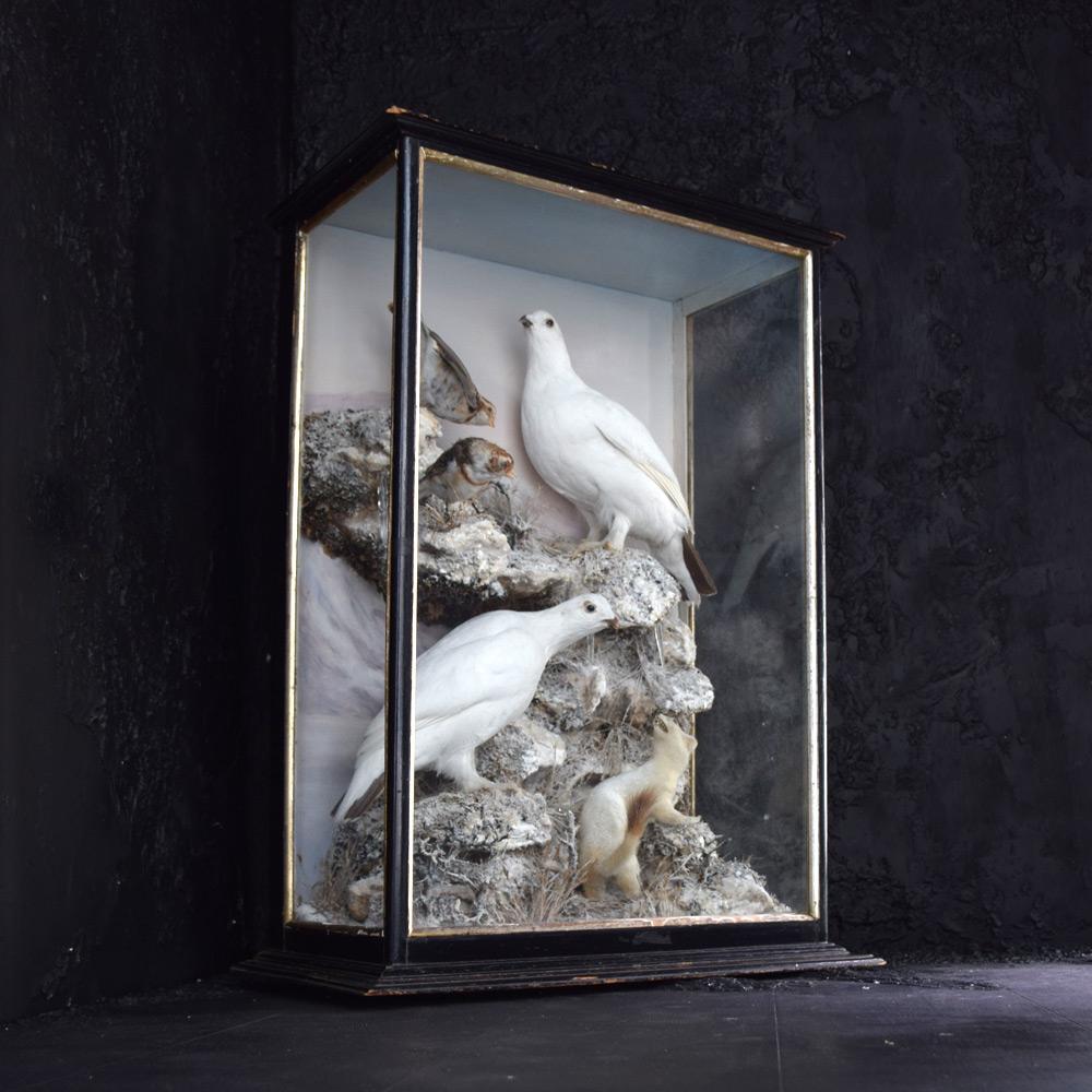 19th century natural history winter diorama

We are proud to offer an exceptional, large 19th century natural history diorama.
A remarkable winter scene set in an ebonized & glazed display case containing a pair of both Rock Ptarmigans & Snow