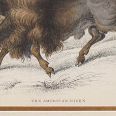 The American Bison by Sir William Jardine, 1843