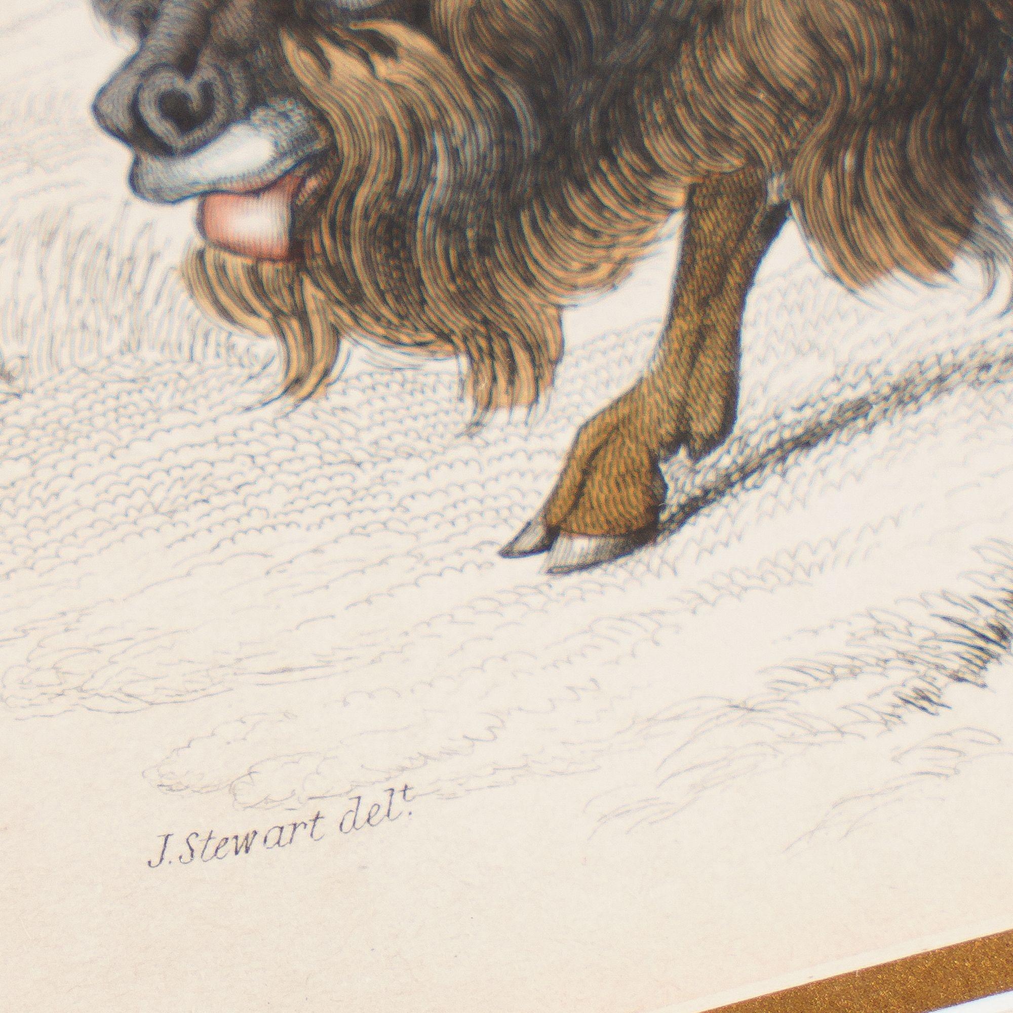 Der amerikanische Bison von Sir William Jardine, 1843 (Britisch) im Angebot