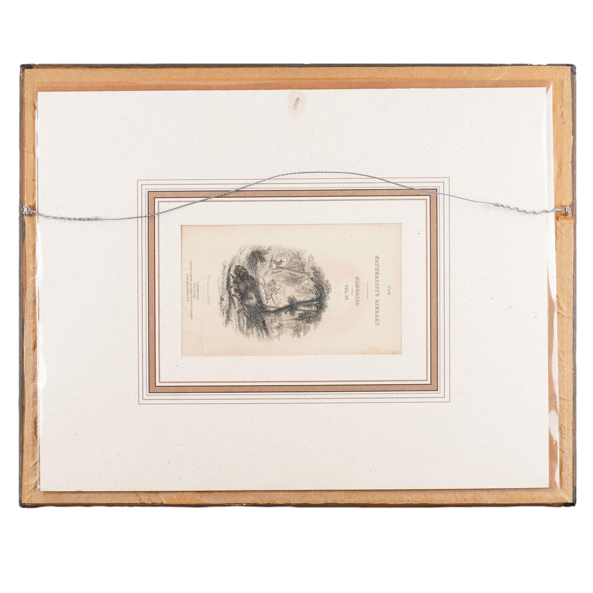 Der amerikanische Bison von Sir William Jardine, 1843 (Papier) im Angebot