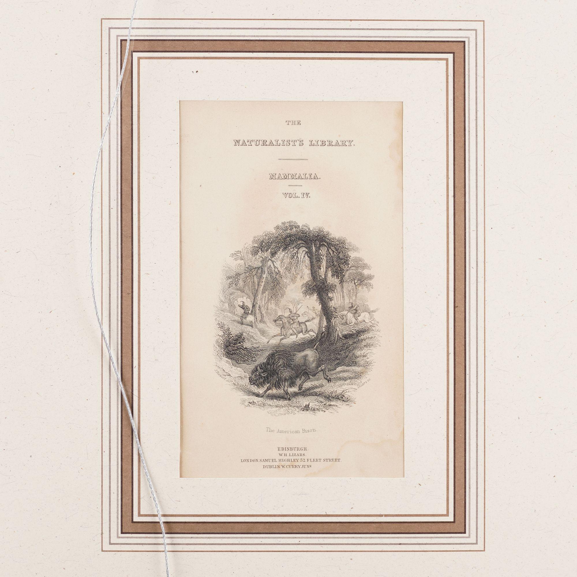 Der amerikanische Bison von Sir William Jardine, 1843 im Angebot 1