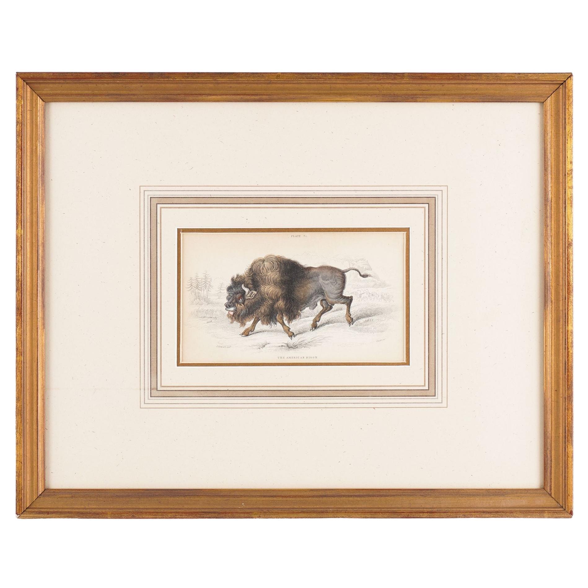 El bisonte americano de Sir William Jardine, 1843