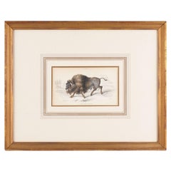 Il bisonte americano di Sir William Jardine, 1843