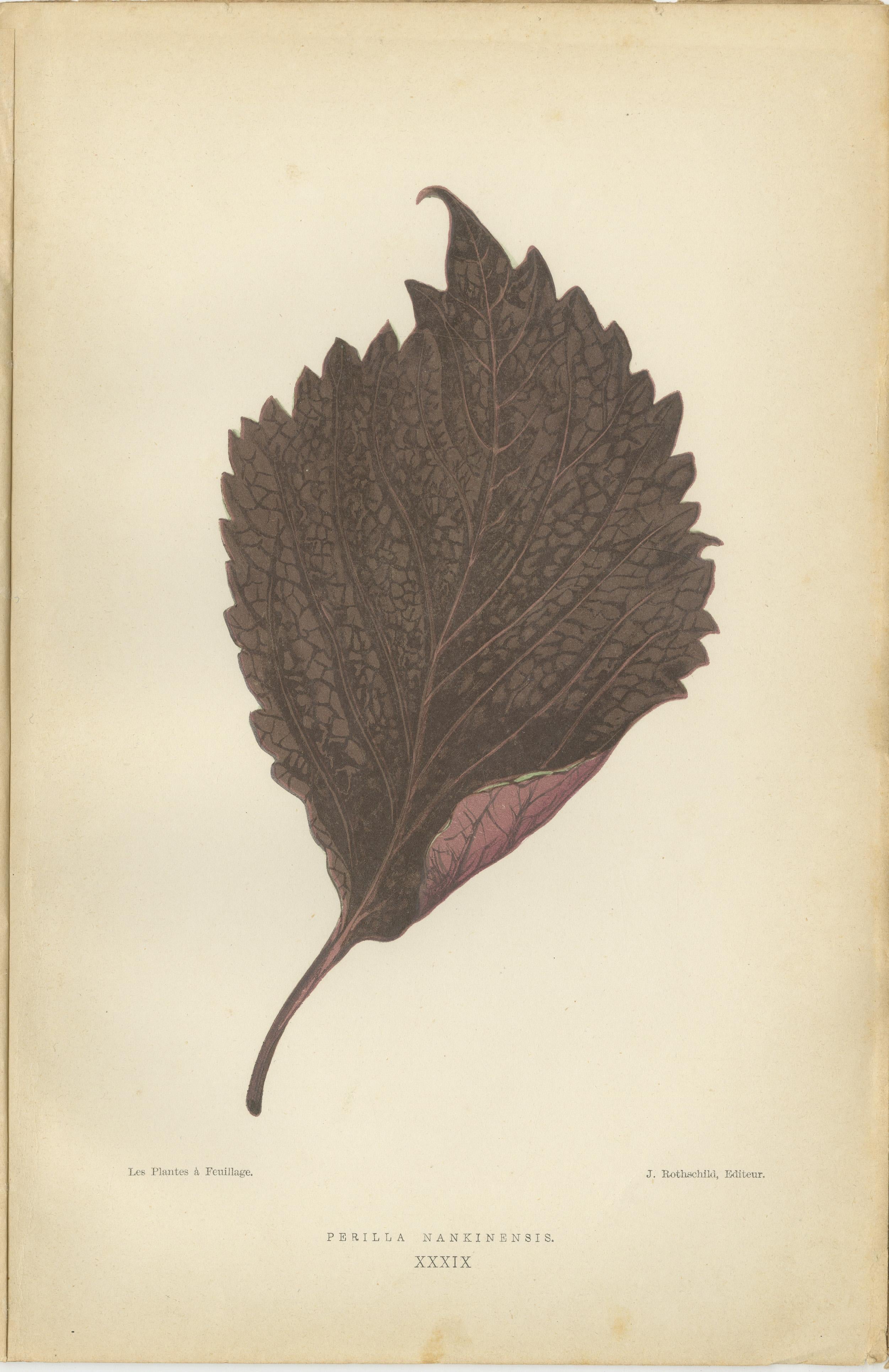 The prints are original antique colored botanical illustrations from the second volume of 