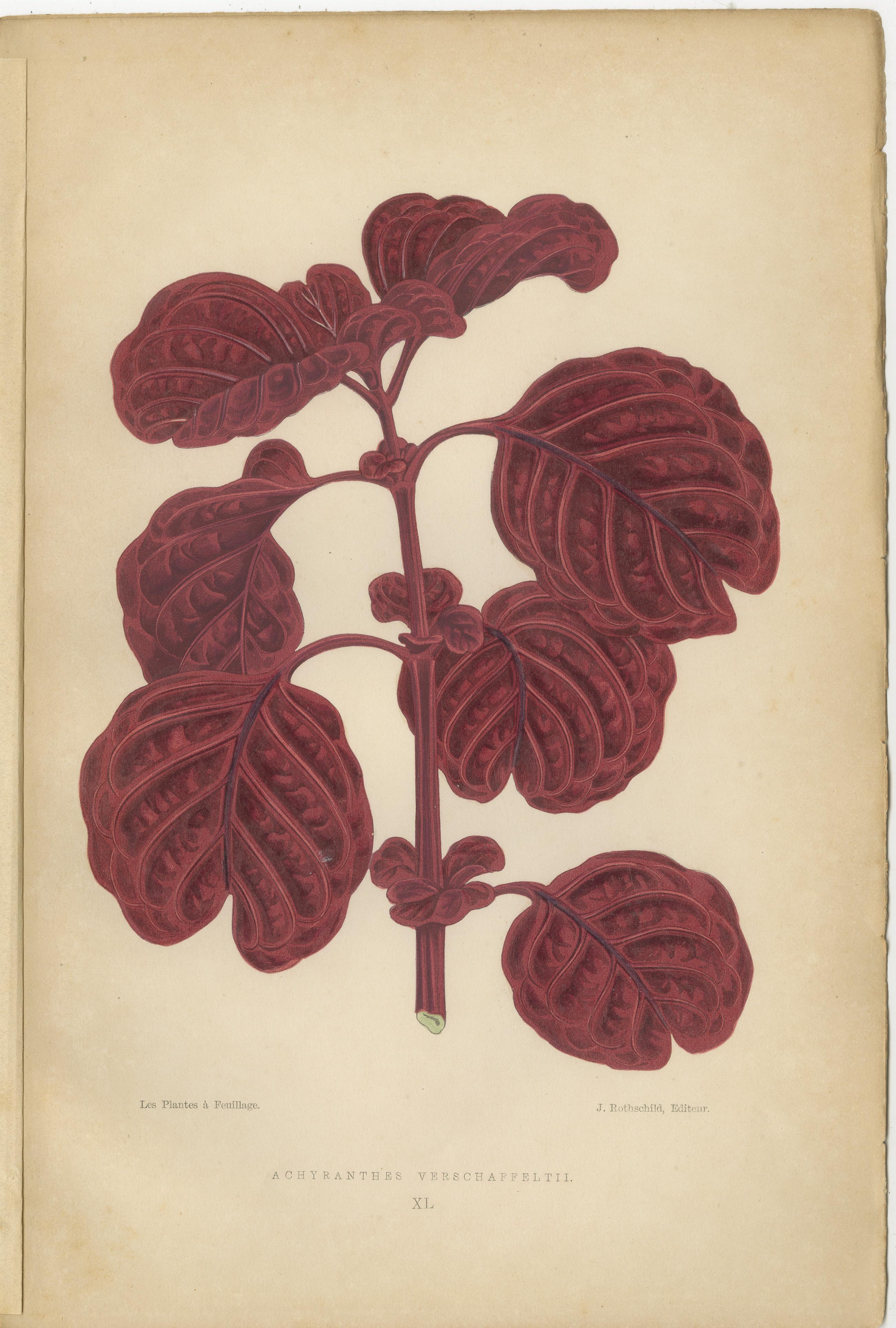 The Art of Botany: Colored Leaves from 1880 Paris In Good Condition For Sale In Langweer, NL