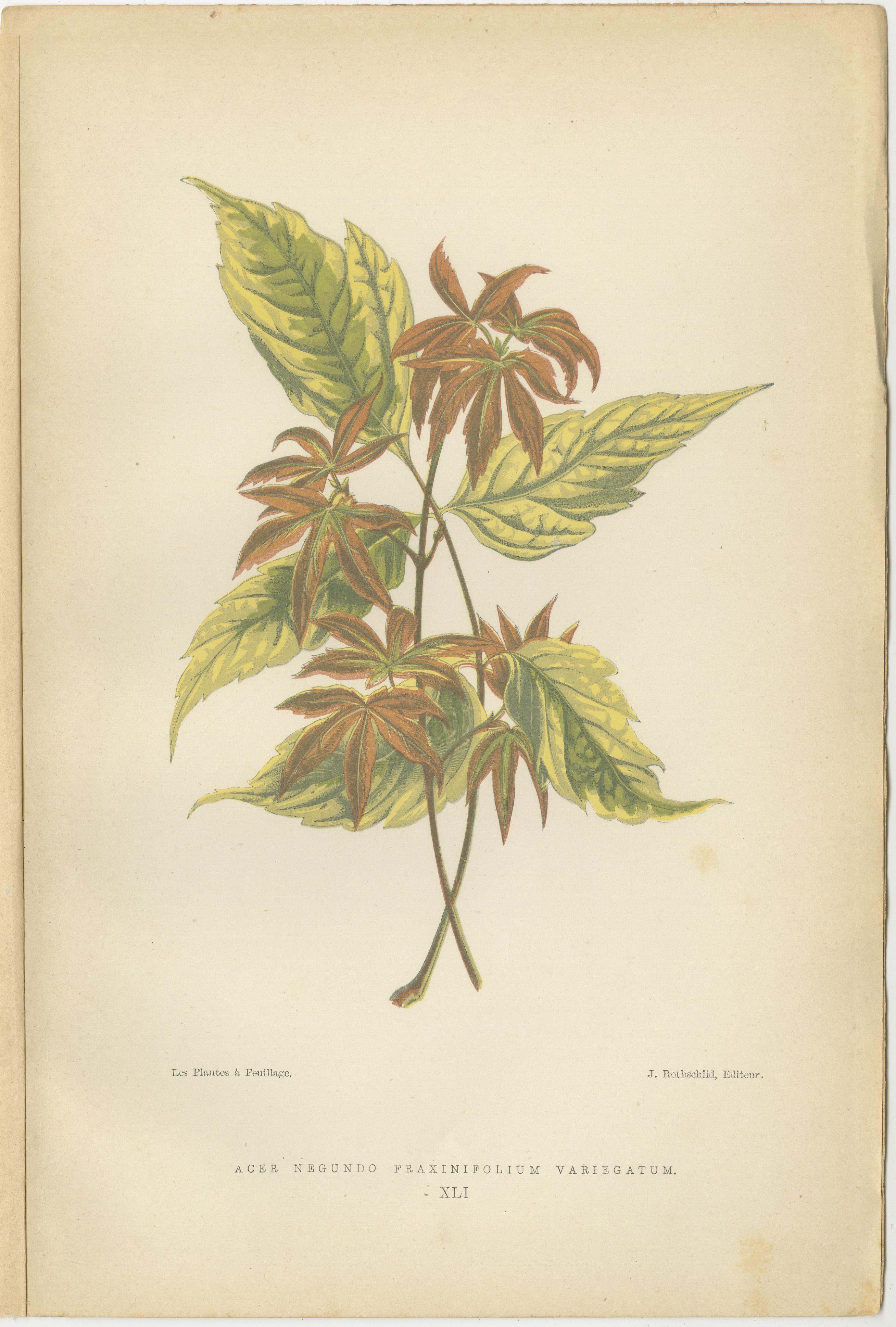 Late 19th Century The Art of Botany: Colored Leaves from 1880 Paris For Sale