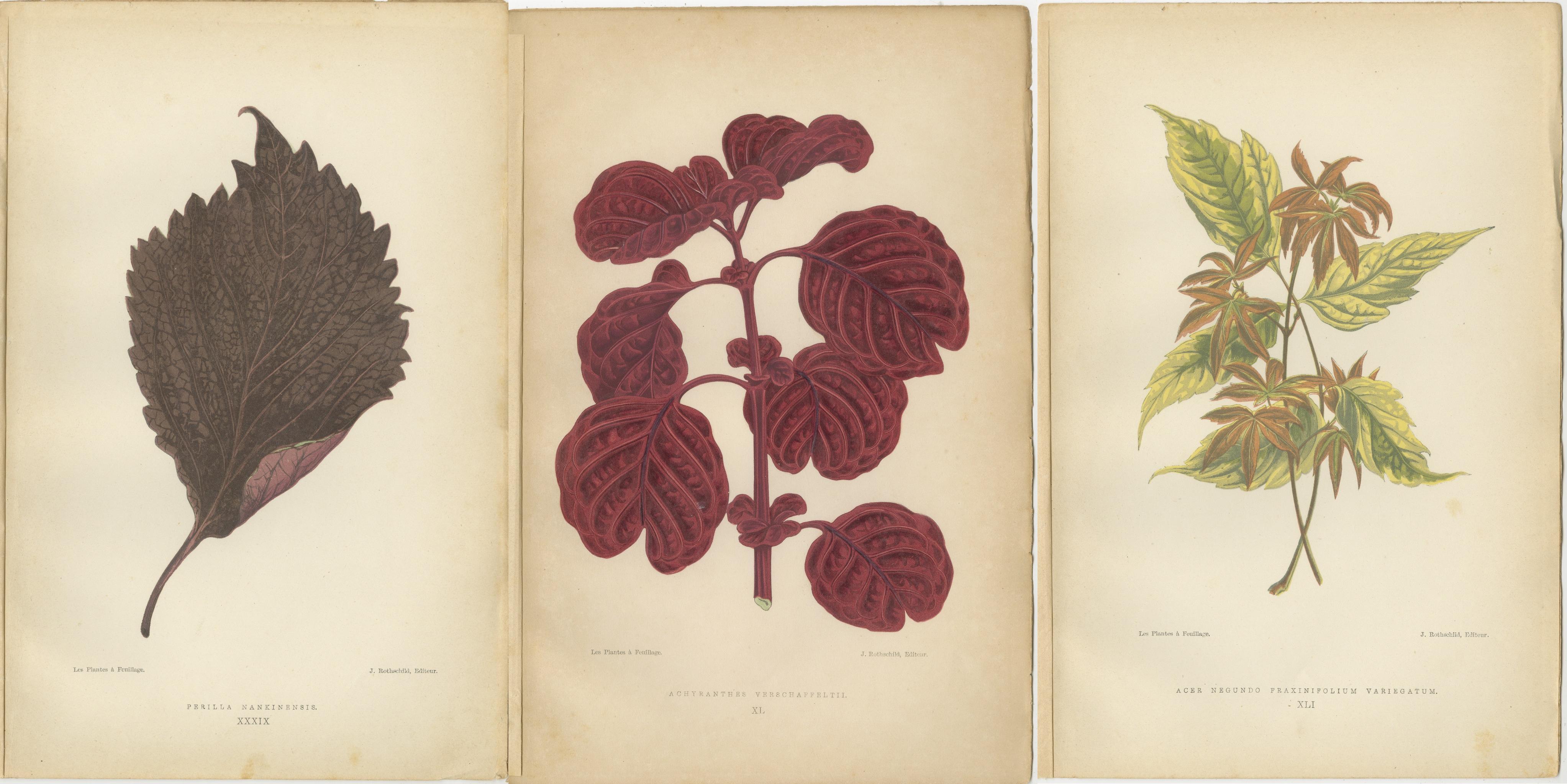 Papier L'art de la botanique : feuilles colorées de 1880 Paris en vente