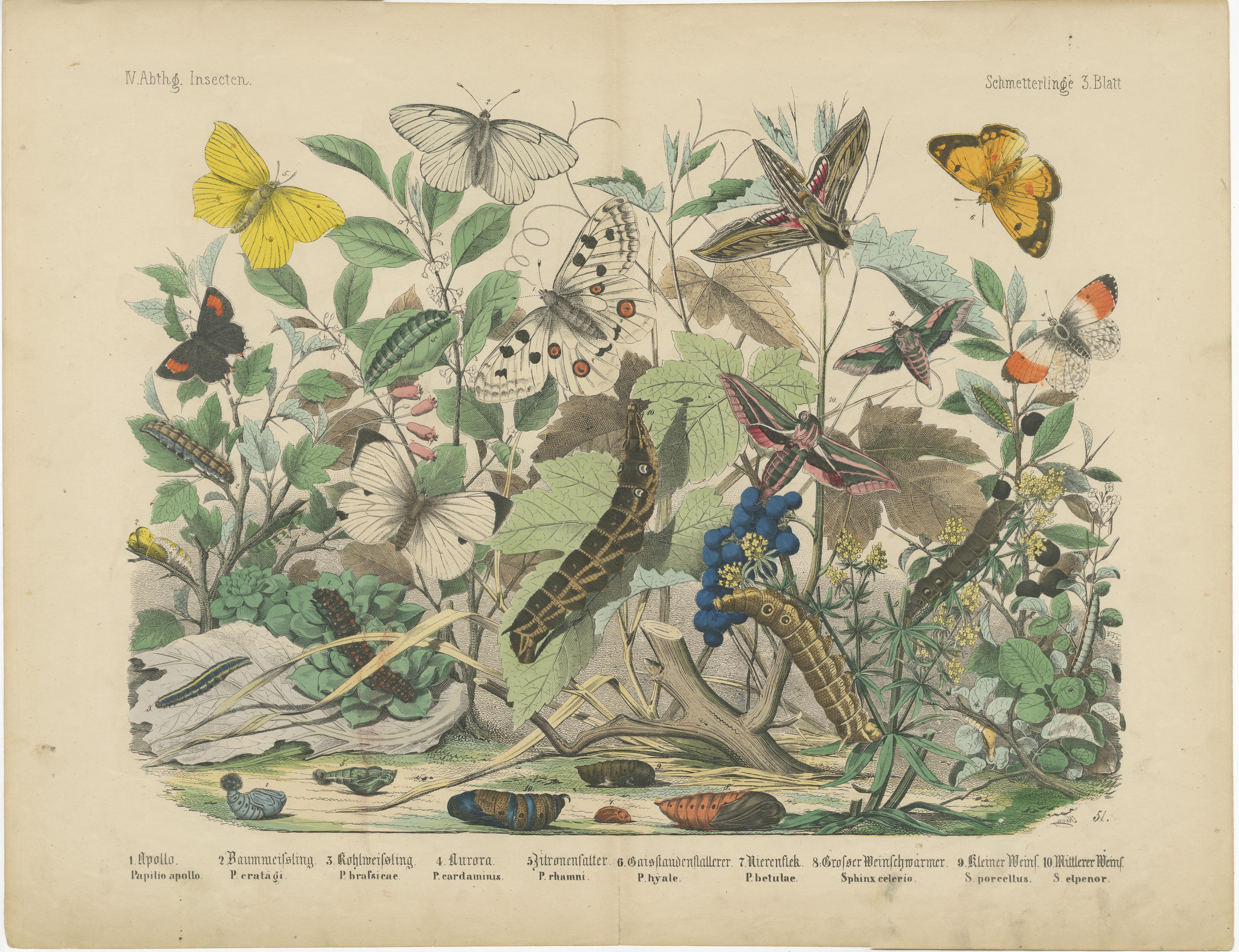 The Art of Butterflies – Exquisite 19th-Century Hand-Colored Lithographs, c.1860 In Good Condition In Langweer, NL