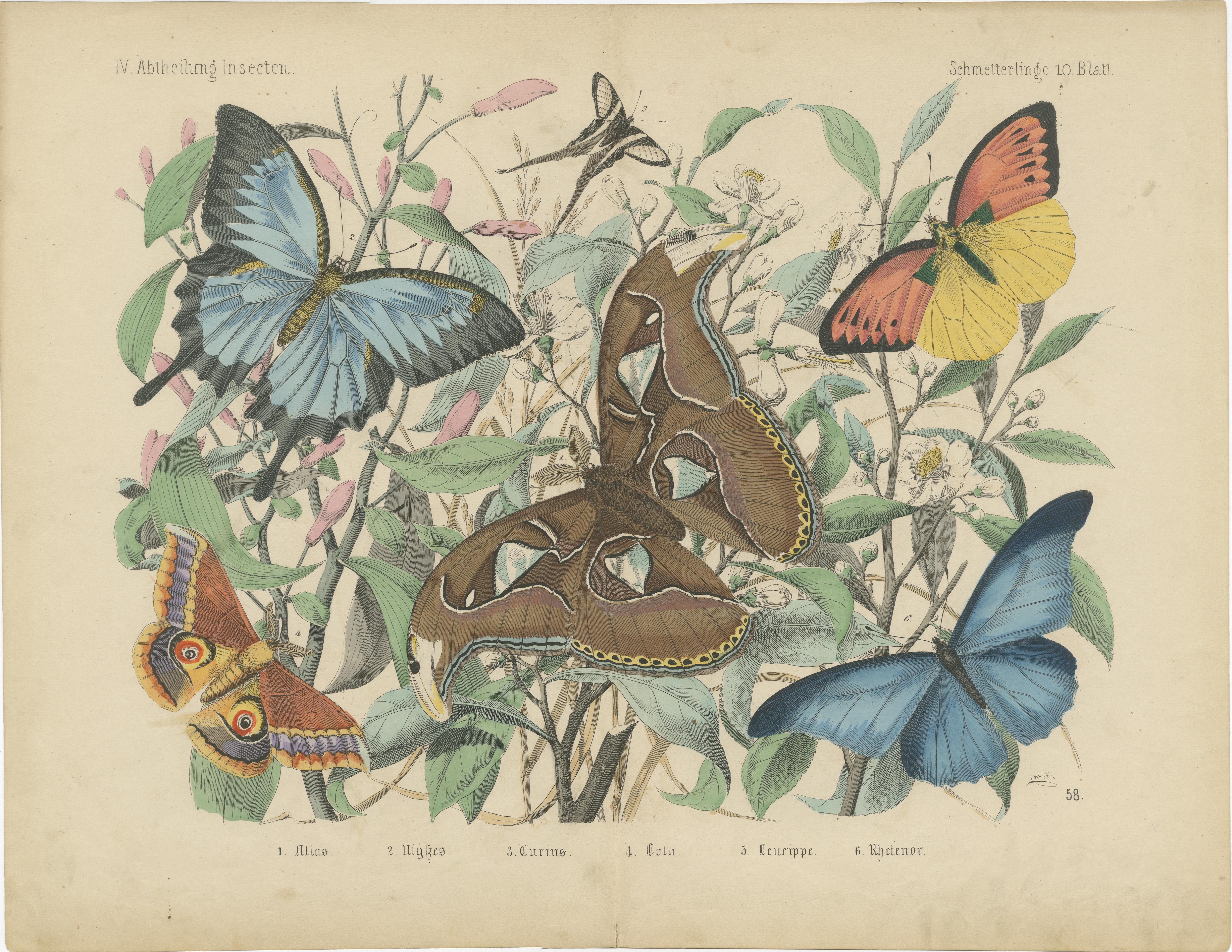 Mid-19th Century The Art of Butterflies – Exquisite 19th-Century Hand-Colored Lithographs, c.1860