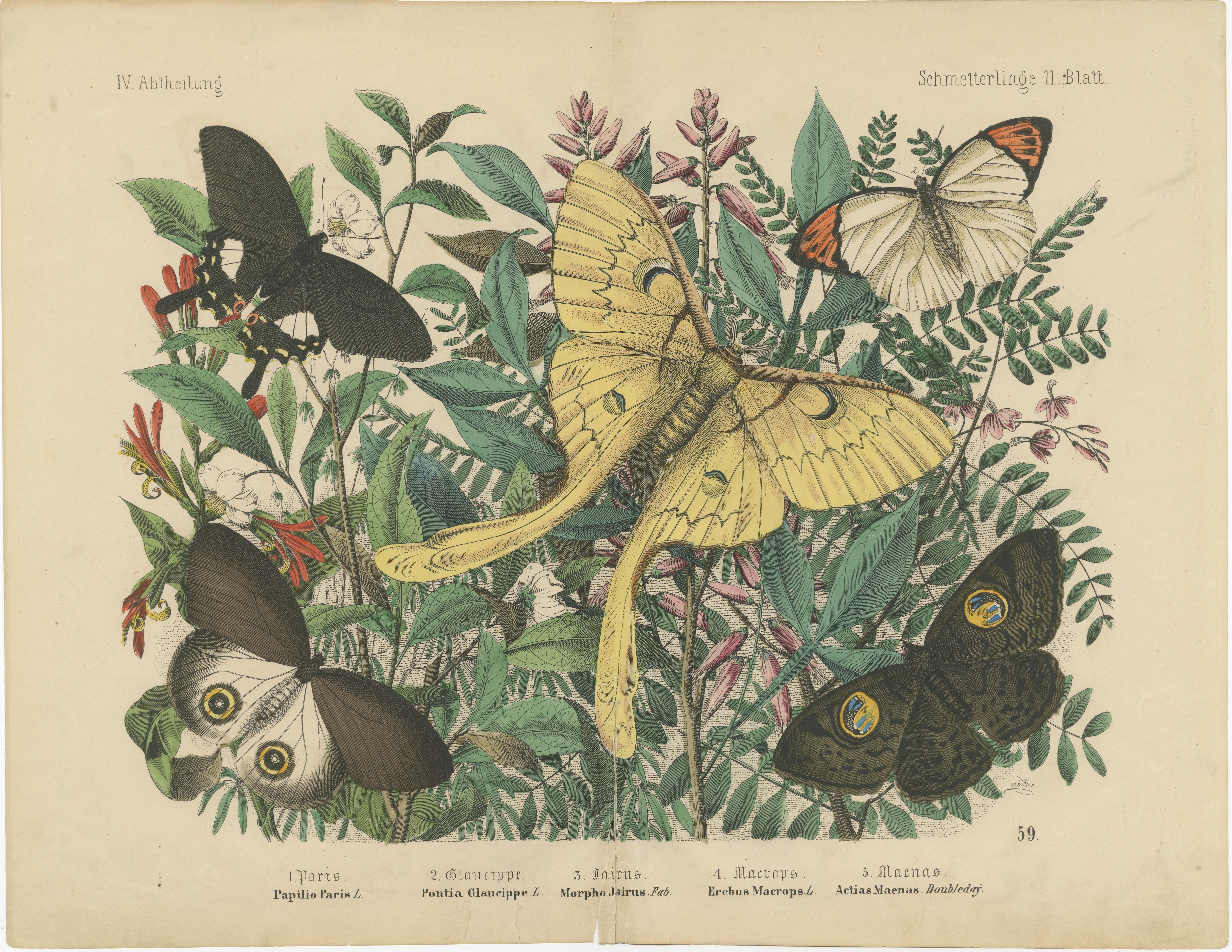 Paper The Art of Butterflies – Exquisite 19th-Century Hand-Colored Lithographs, c.1860