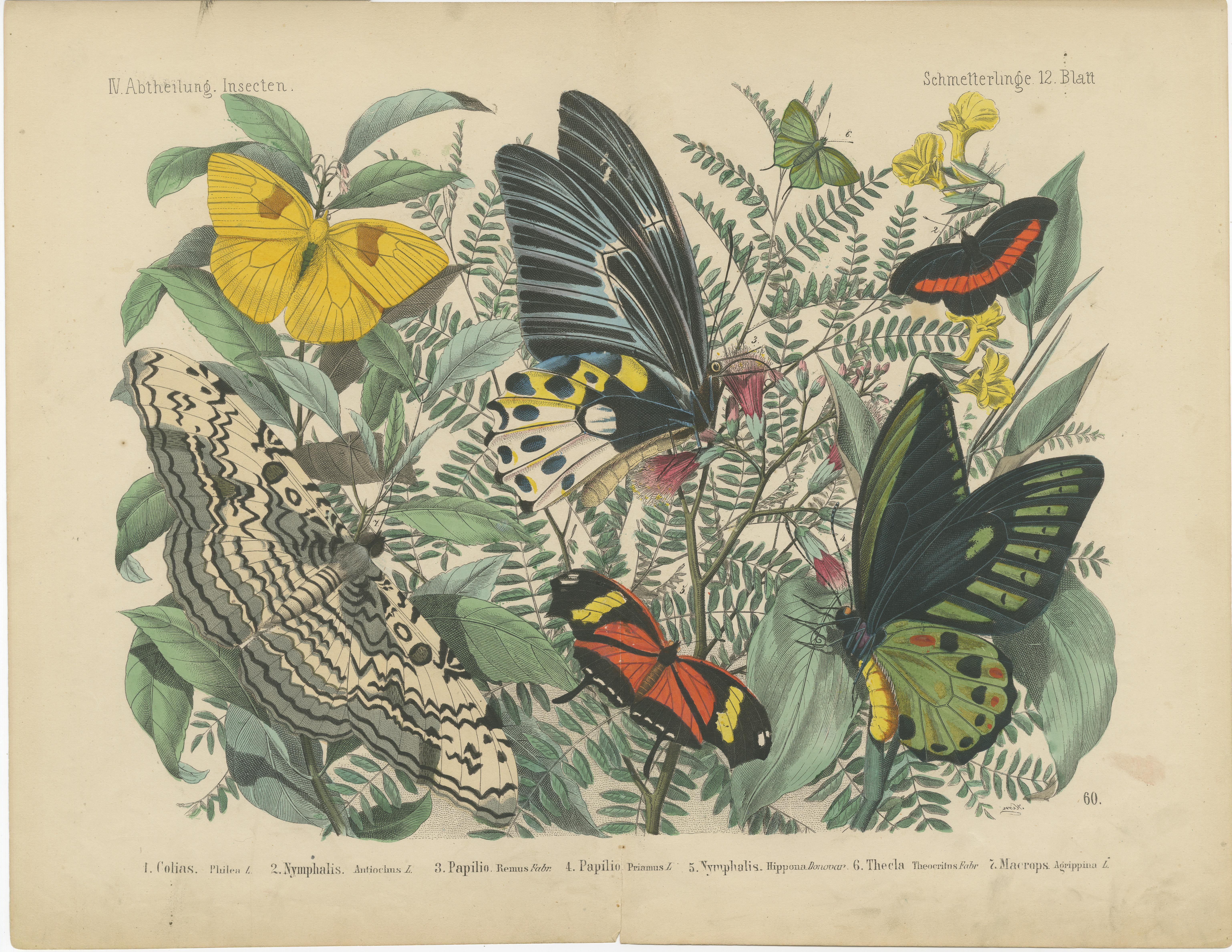 The Art of Butterflies – Exquisite 19th-Century Hand-Colored Lithographs, c.1860 1