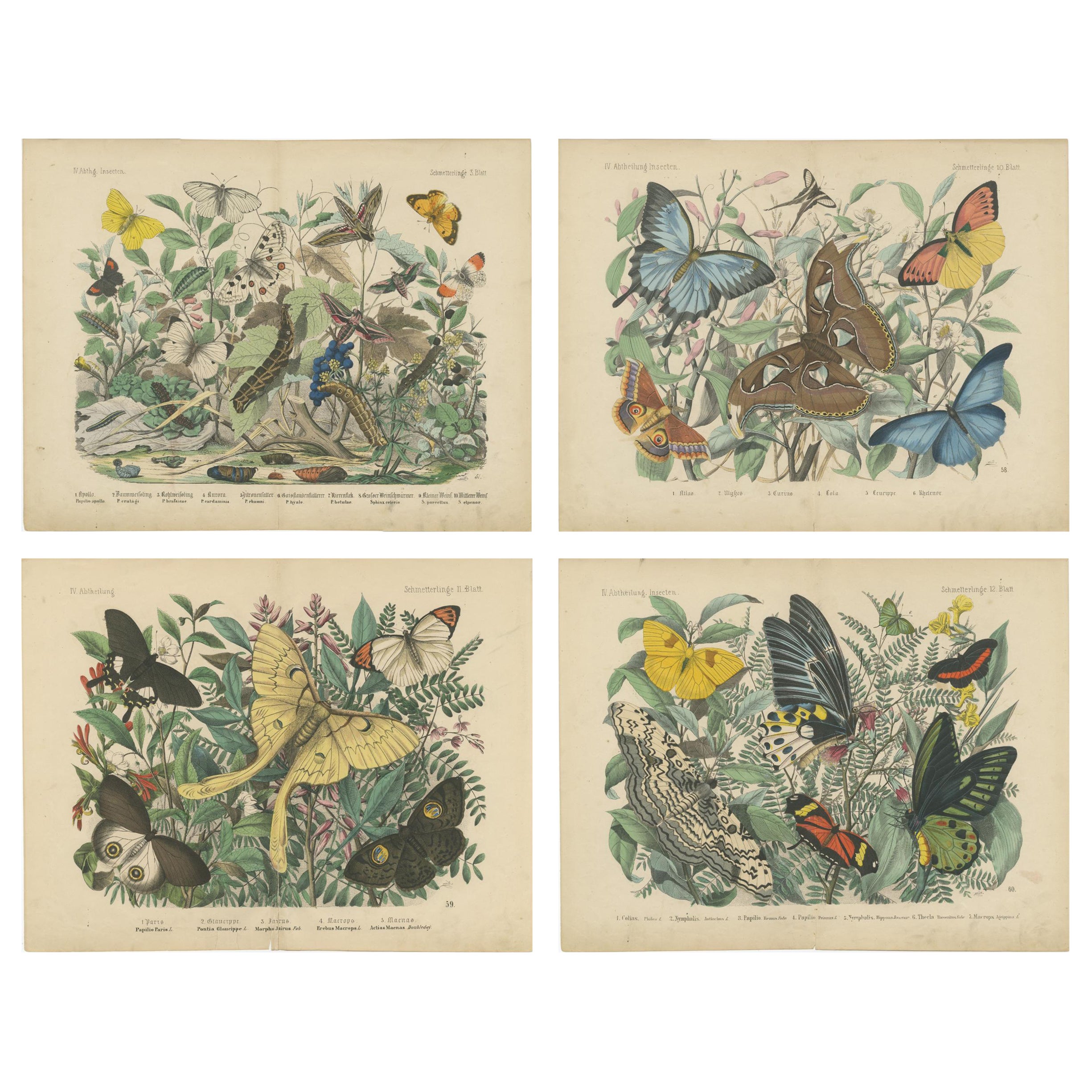 The Art of Butterflies – Exquisite 19th-Century Hand-Colored Lithographs, c.1860