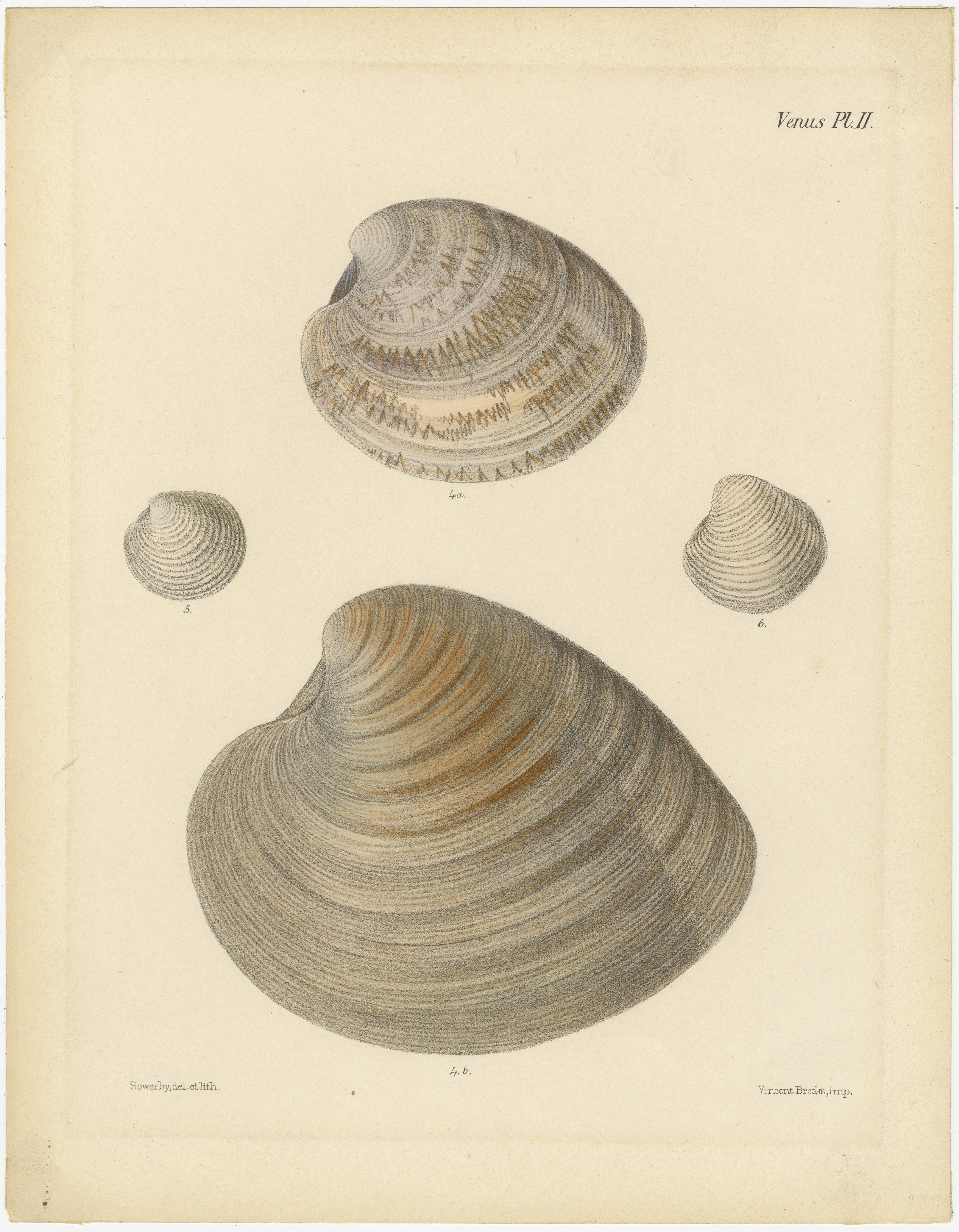 Illustrazioni di conchiglie marine di James Sowerby

Descrizione: Questa raccolta presenta due bellissime incisioni tratte dalla collezione di illustrazioni di conchiglie marine di James Sowerby, intitolate 