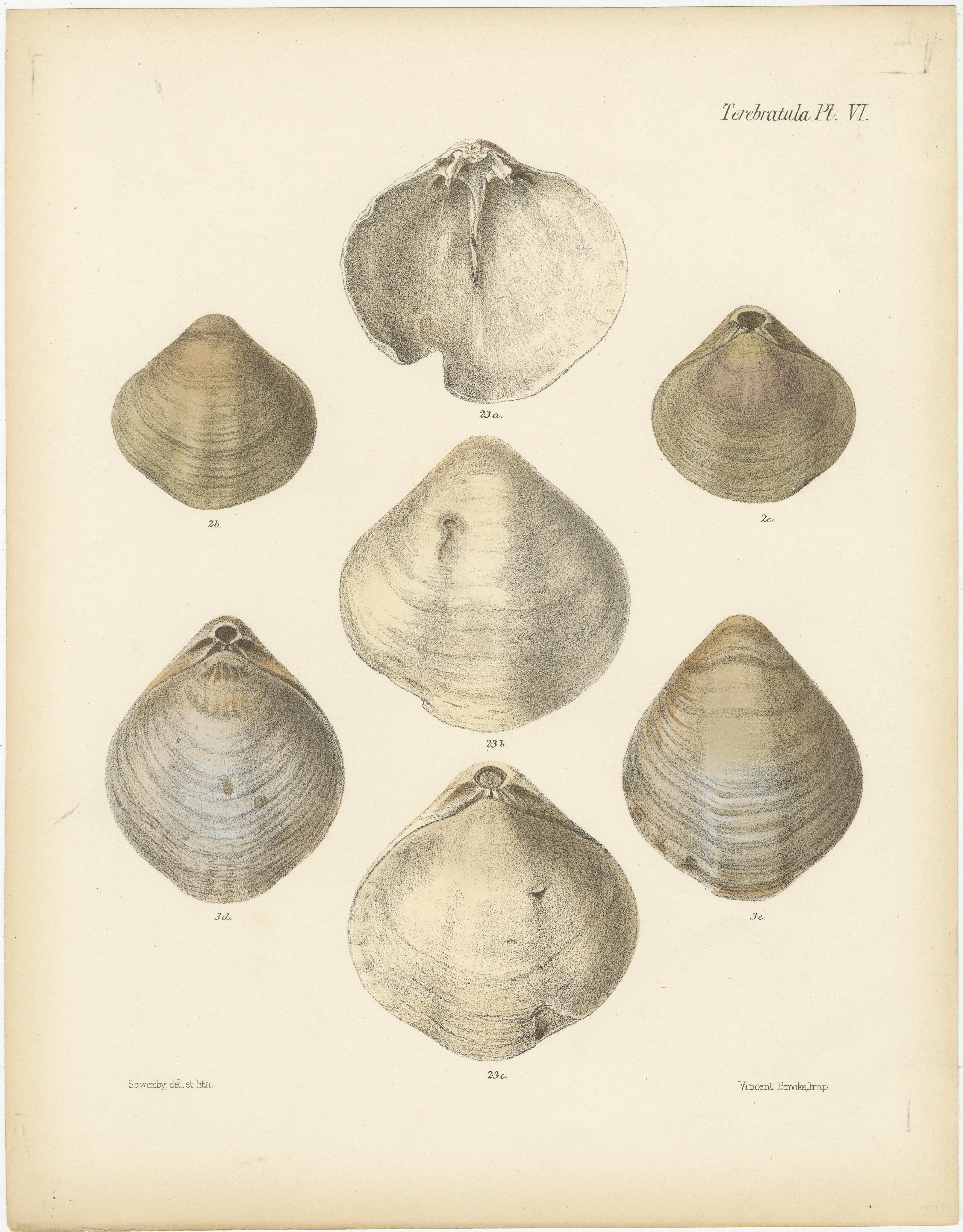 Inciso L'arte delle conchiglie di Marin: Una finestra sull'Eleganza della Natura, 1842 ca.