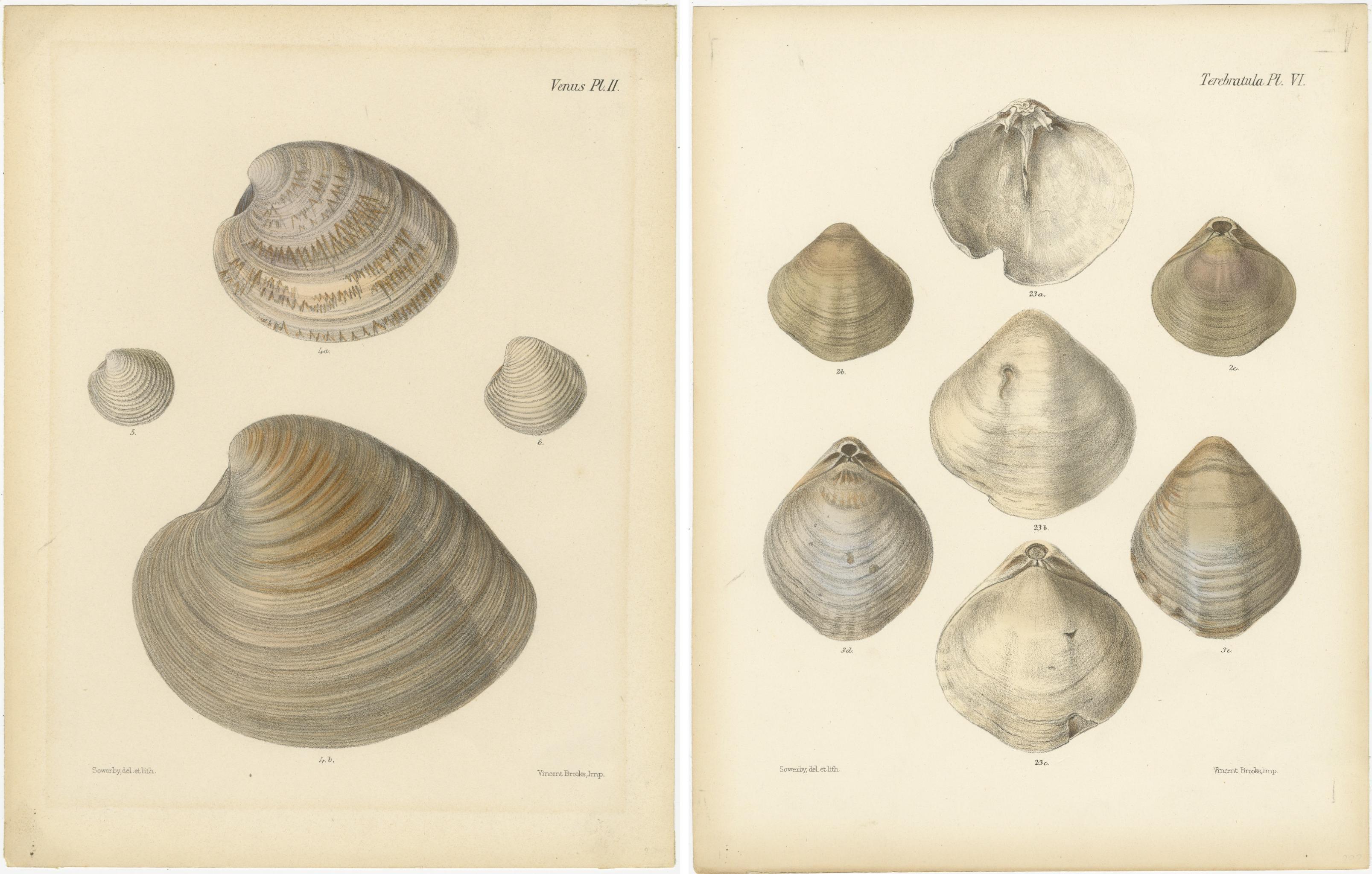 L'arte delle conchiglie di Marin: Una finestra sull'Eleganza della Natura, 1842 ca. In condizioni buone a Langweer, NL