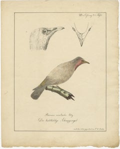 The Bald-Like Snapping Bird on a Hand-Colored Lithograph, circa 1820