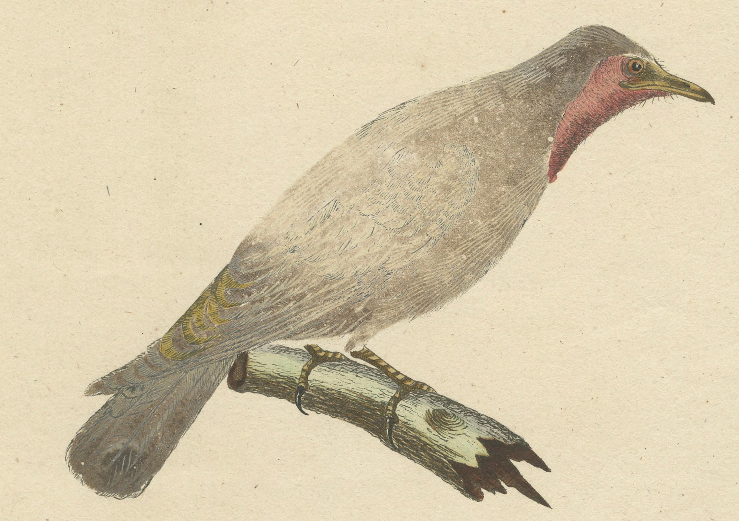 Paper The Bald-Like Snapping Bird on a Hand-Colored Lithograph, circa 1820 For Sale