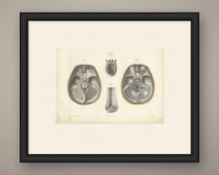 The Base of the Skull and Its Dural Folds, Hirschfeld Anatomy Print, 1866