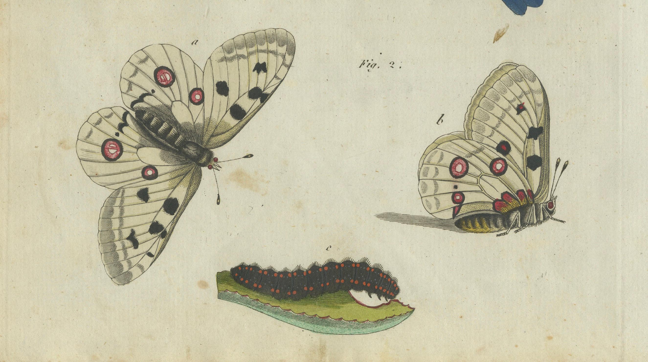 La belleza de la transformación: El grabado de las mariposas y sus ciclos vitales en Bueno estado para la venta en Langweer, NL