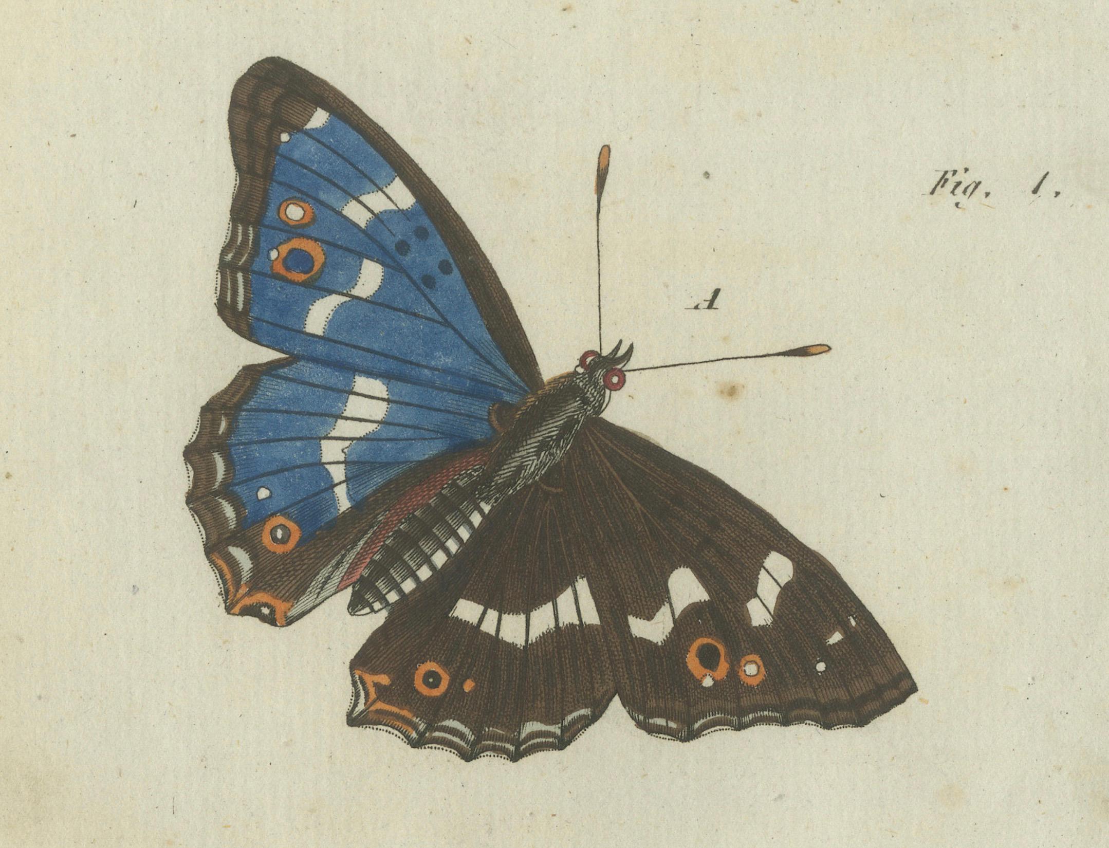 La belleza de la transformación: El grabado de las mariposas y sus ciclos vitales Papel en venta