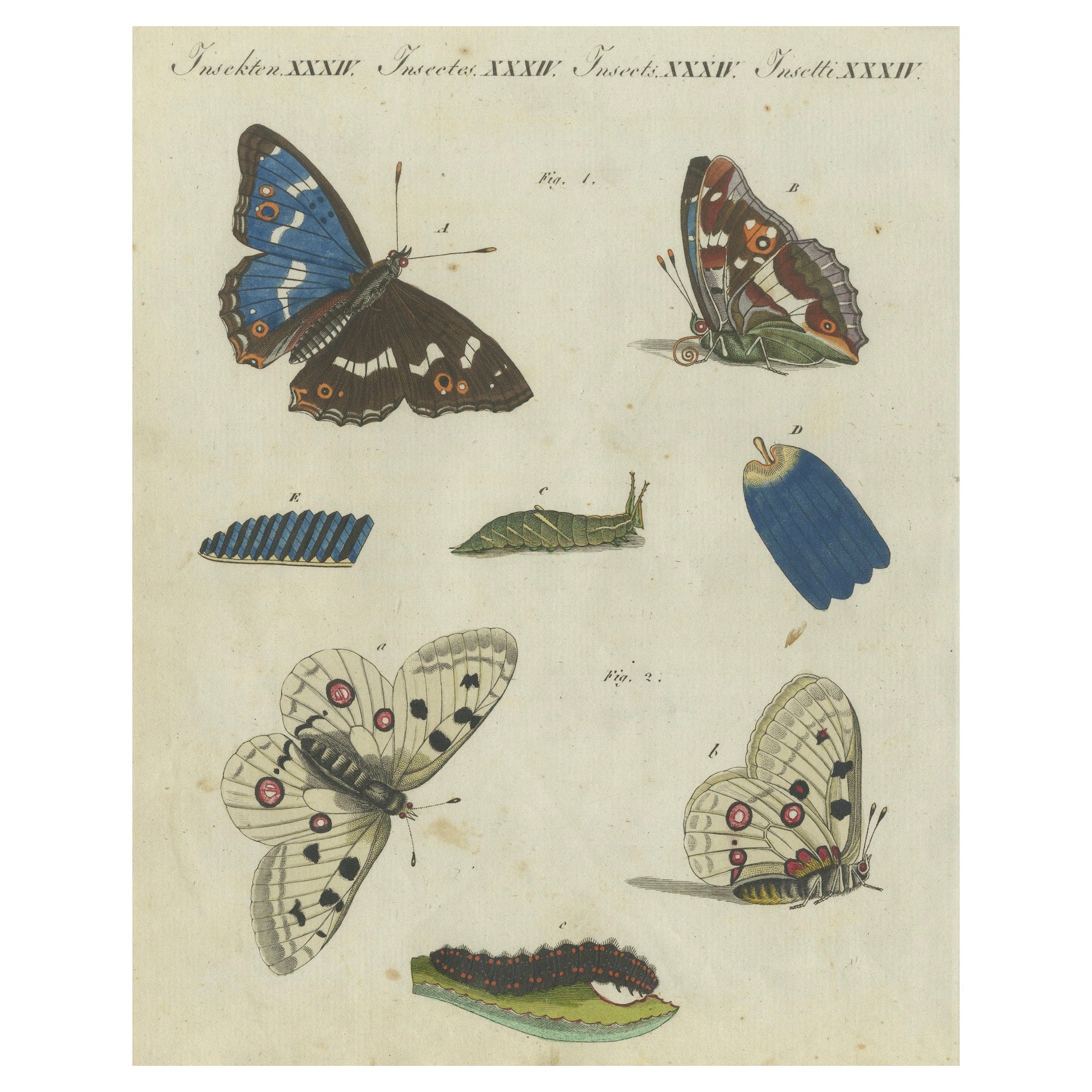 La beauté de la transformation : gravure de papillons et leurs cycles de vie