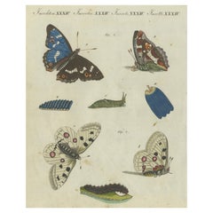 La beauté de la transformation : gravure de papillons et leurs cycles de vie