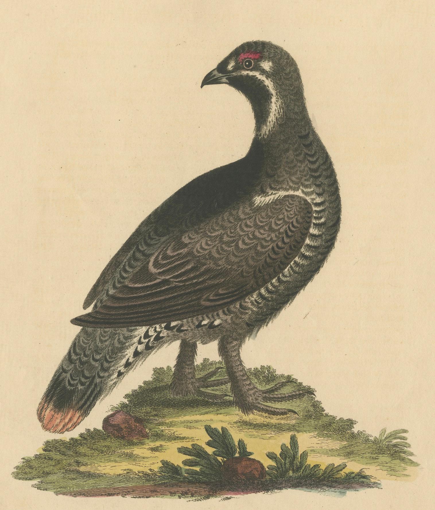 Original handkolorierter antiker Vogeldruck, der den Schwarzgefleckten Heidehahn zeigt. Es ist Teil von George Edwards' hochgelobten Werken 