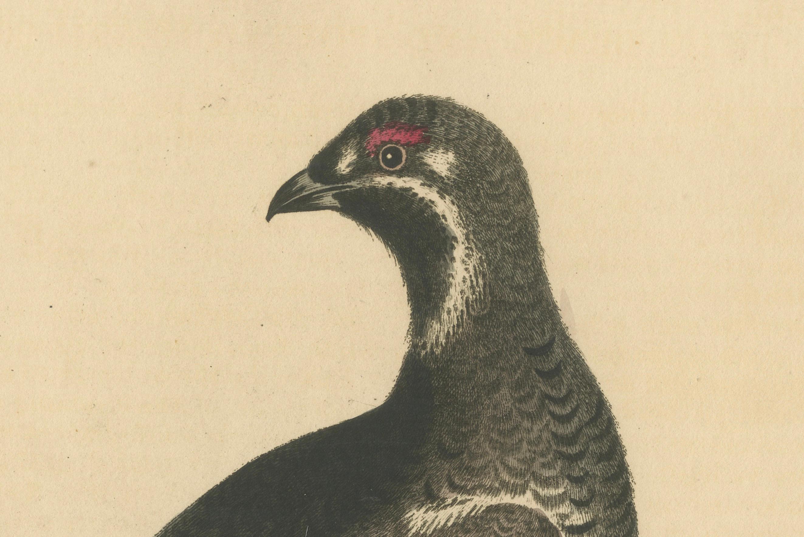 The Black and Spotted Heath Cock: Eine Original handkolorierte Gravur, 1746 (Englisch) im Angebot