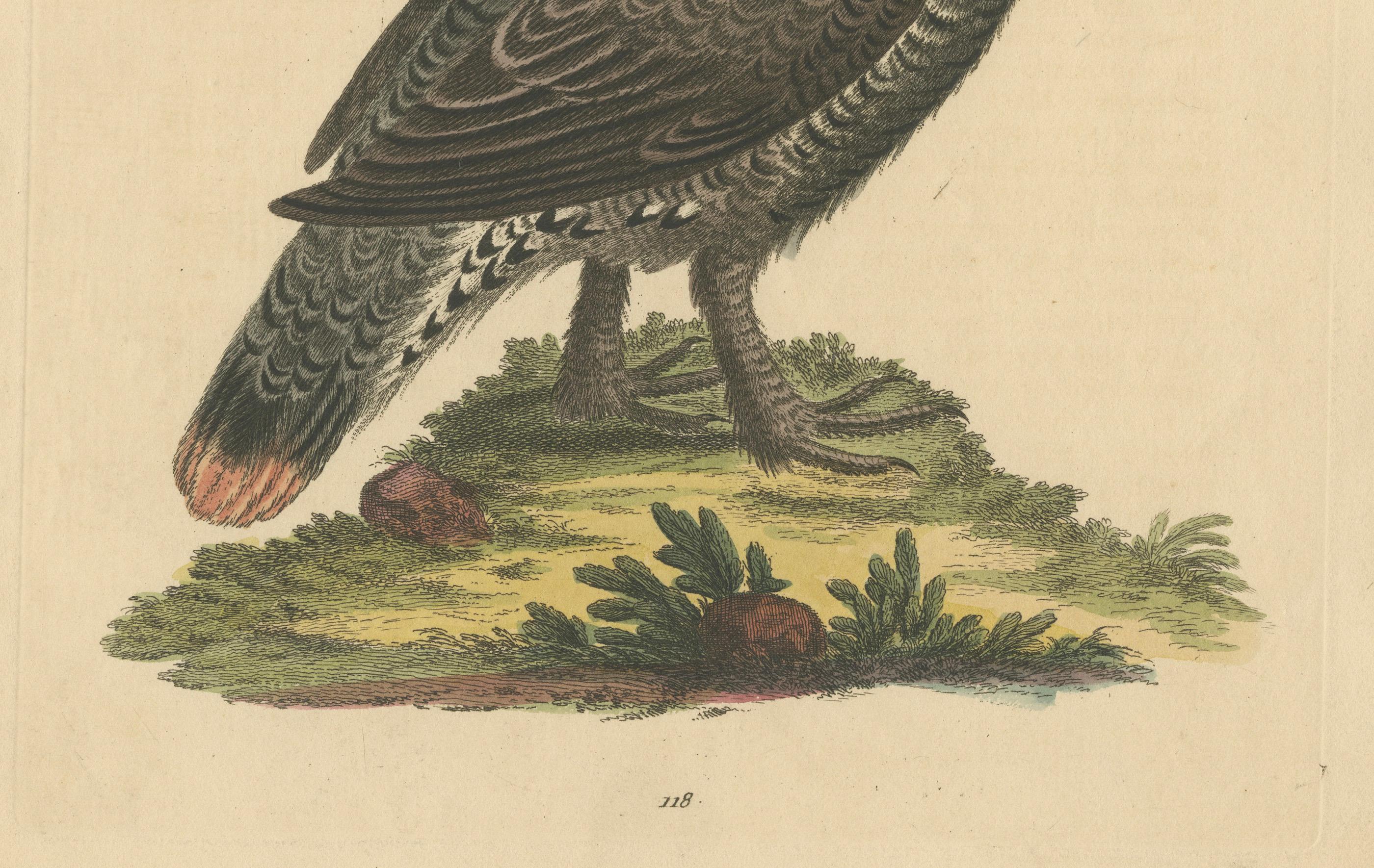 The Black and Spotted Heath Cock: Eine Original handkolorierte Gravur, 1746 (Graviert) im Angebot